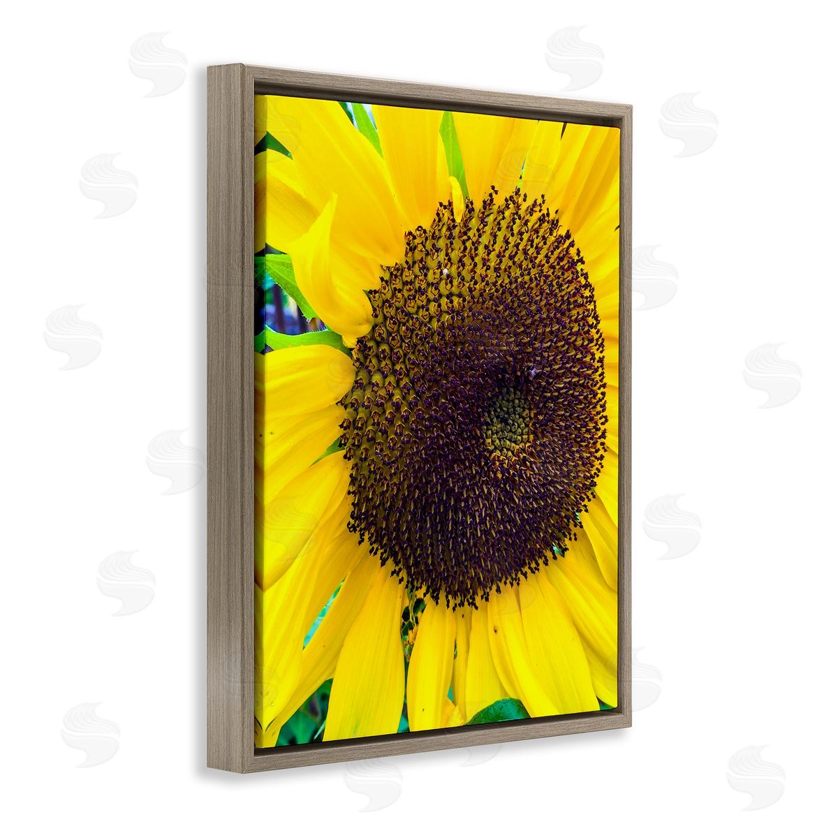 Heidi Bannon Close Up Yellow Sunflower Florets Botanical Nature  Brown Floating Frame Canvas Wall Art Print