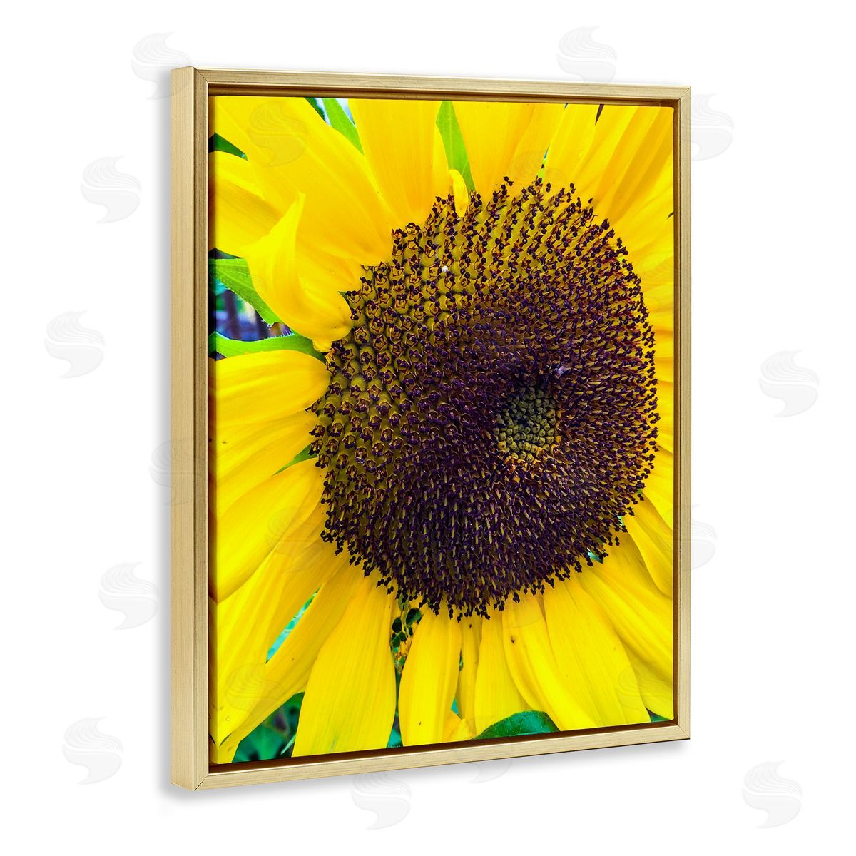 Heidi Bannon Close Up Yellow Sunflower Florets Botanical Nature  Gold Floating Frame Canvas Wall Art Print