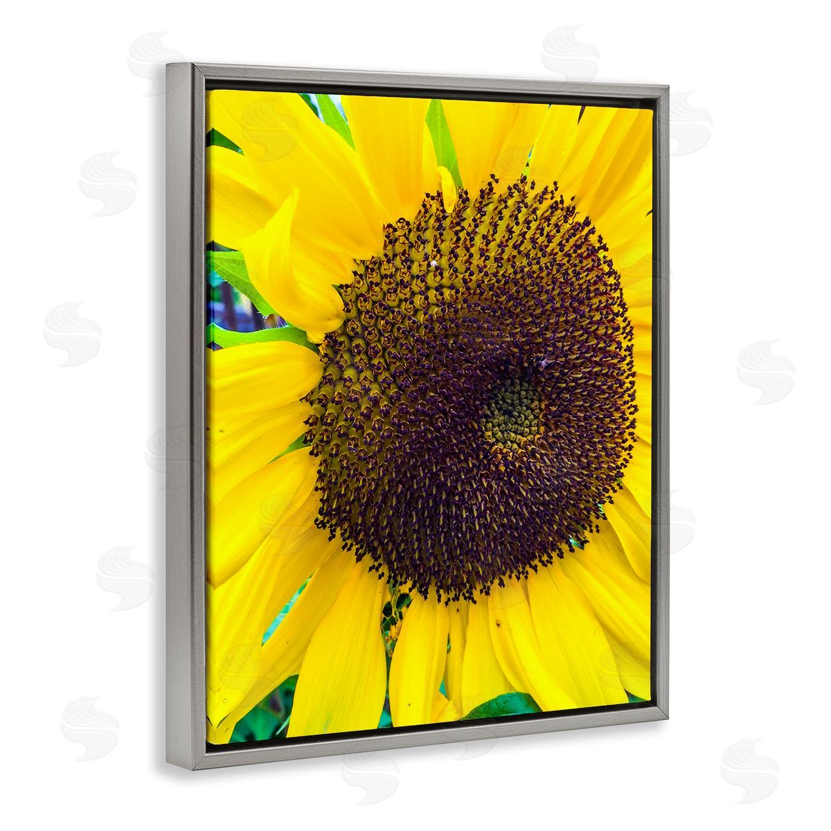 Heidi Bannon Close Up Yellow Sunflower Florets Botanical Nature  Gray Floating Frame Canvas Wall Art Print