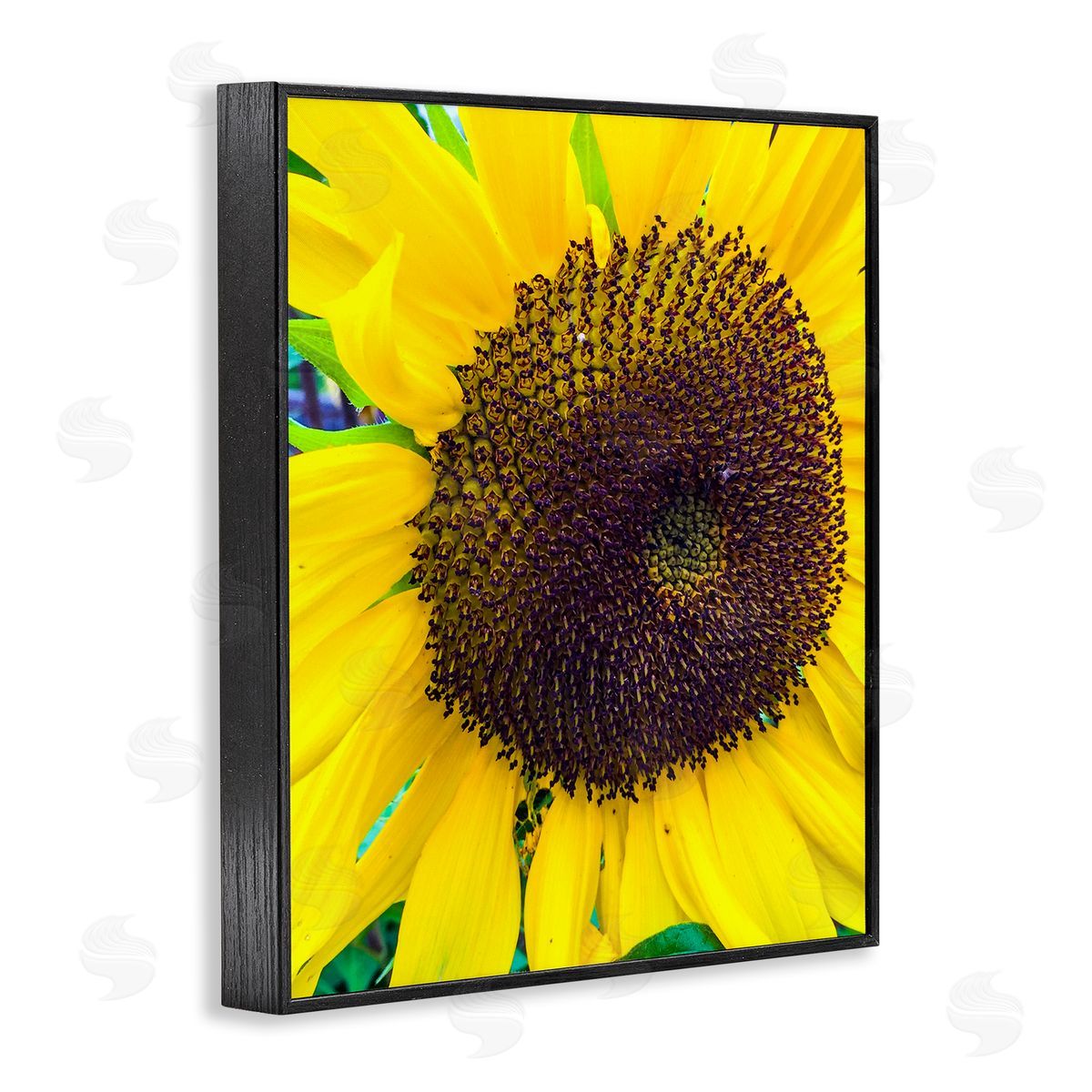 Heidi Bannon Close Up Yellow Sunflower Florets Botanical Nature  Black Framed Giclee Wall Art Print