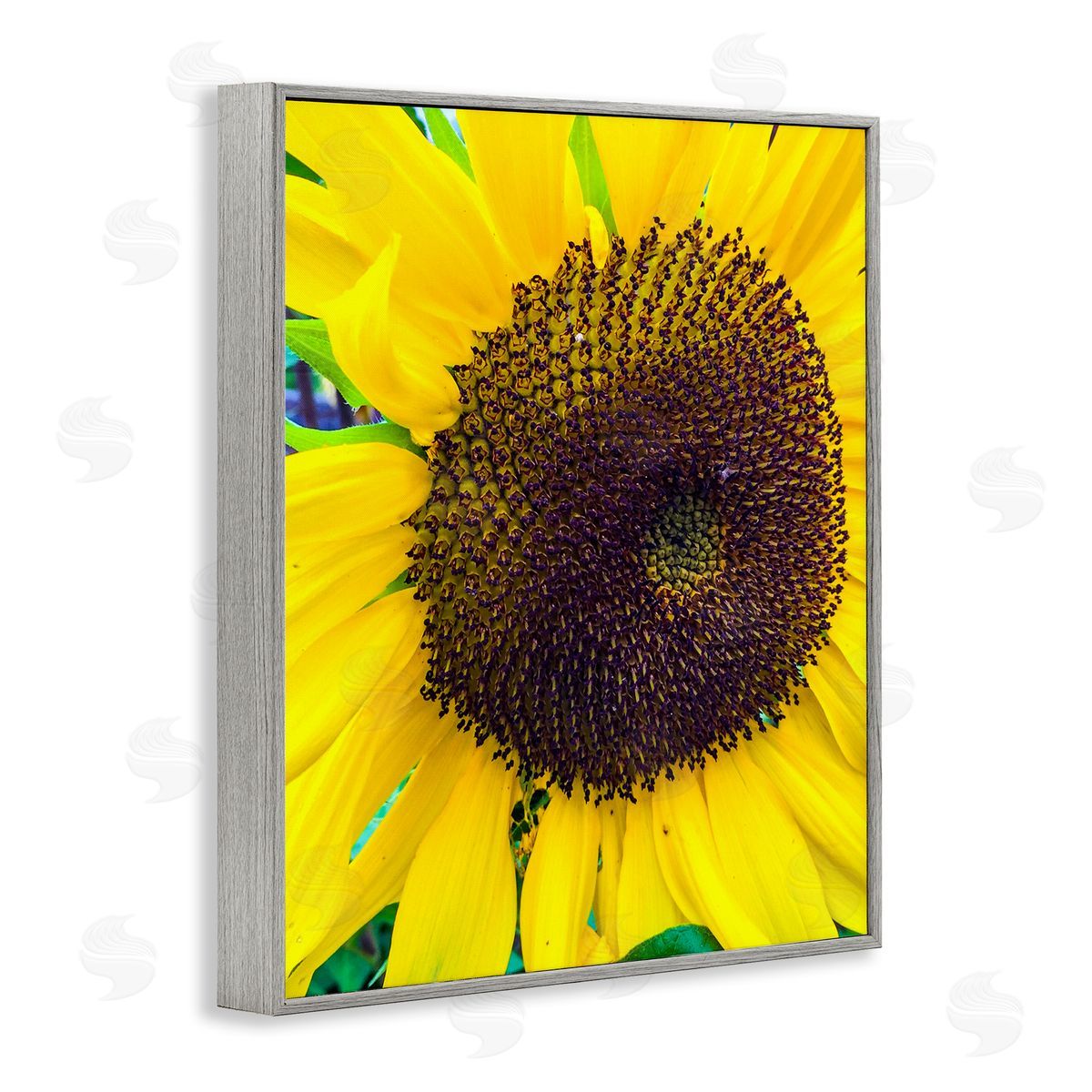Heidi Bannon Close Up Yellow Sunflower Florets Botanical Nature  Gray Framed Giclee Wall Art Print