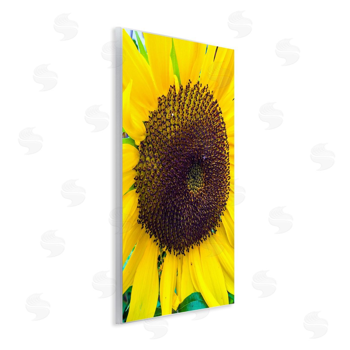 Heidi Bannon Close Up Yellow Sunflower Florets Botanical Nature  Wall Plaque Art Print