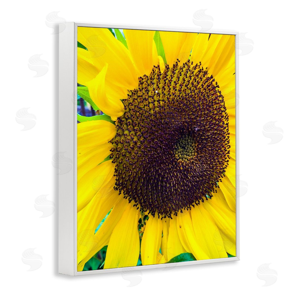 Heidi Bannon Close Up Yellow Sunflower Florets Botanical Nature  White Framed Giclee Wall Art Print