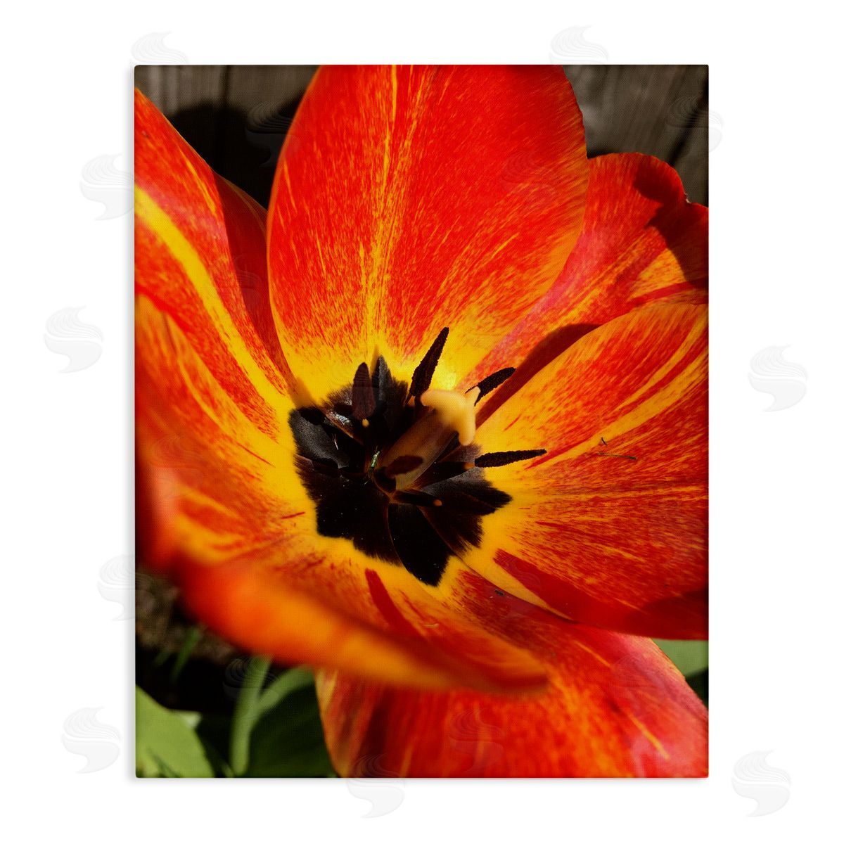 Heidi Bannon Bold Red Poppy Flower Blossom Petals  Stretched Canvas Wall Art Print