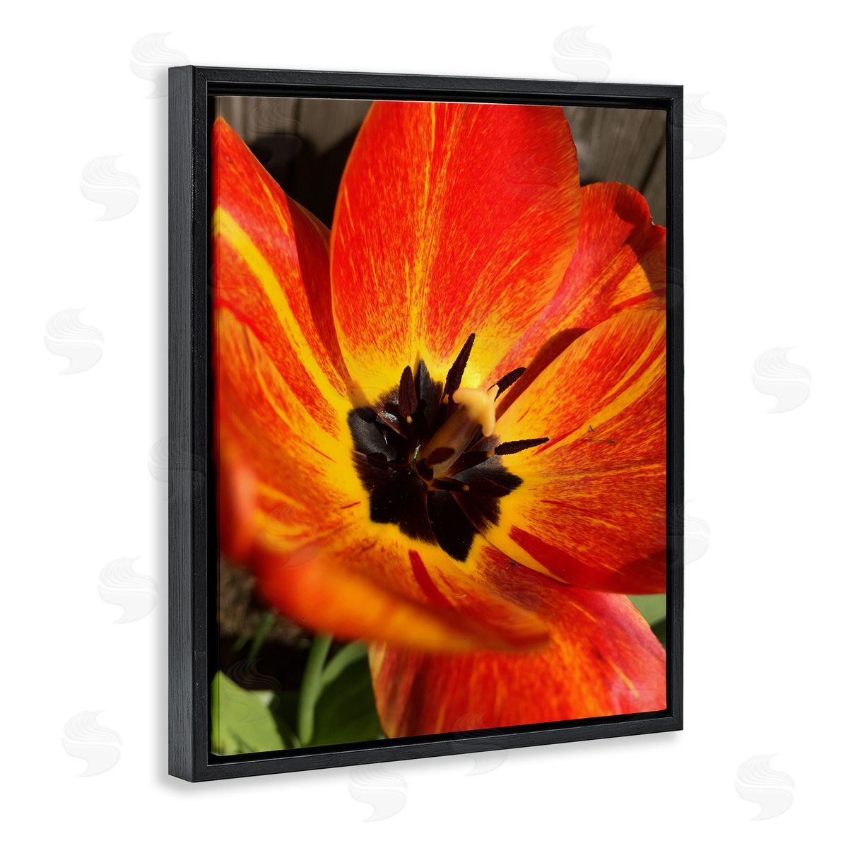 Heidi Bannon Bold Red Poppy Flower Blossom Petals  Black Floating Frame Canvas Wall Art Print