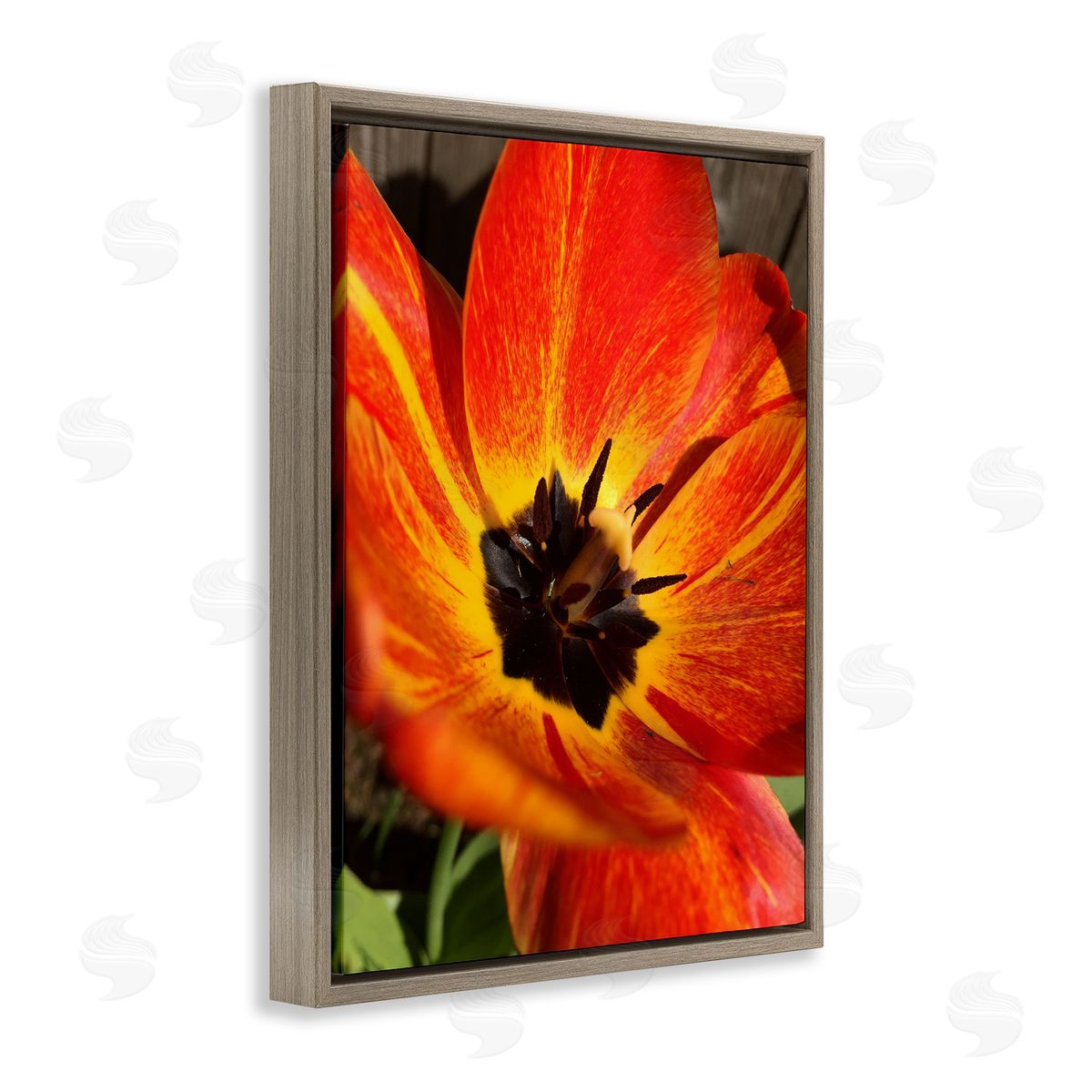 Heidi Bannon Bold Red Poppy Flower Blossom Petals  Brown Floating Frame Canvas Wall Art Print