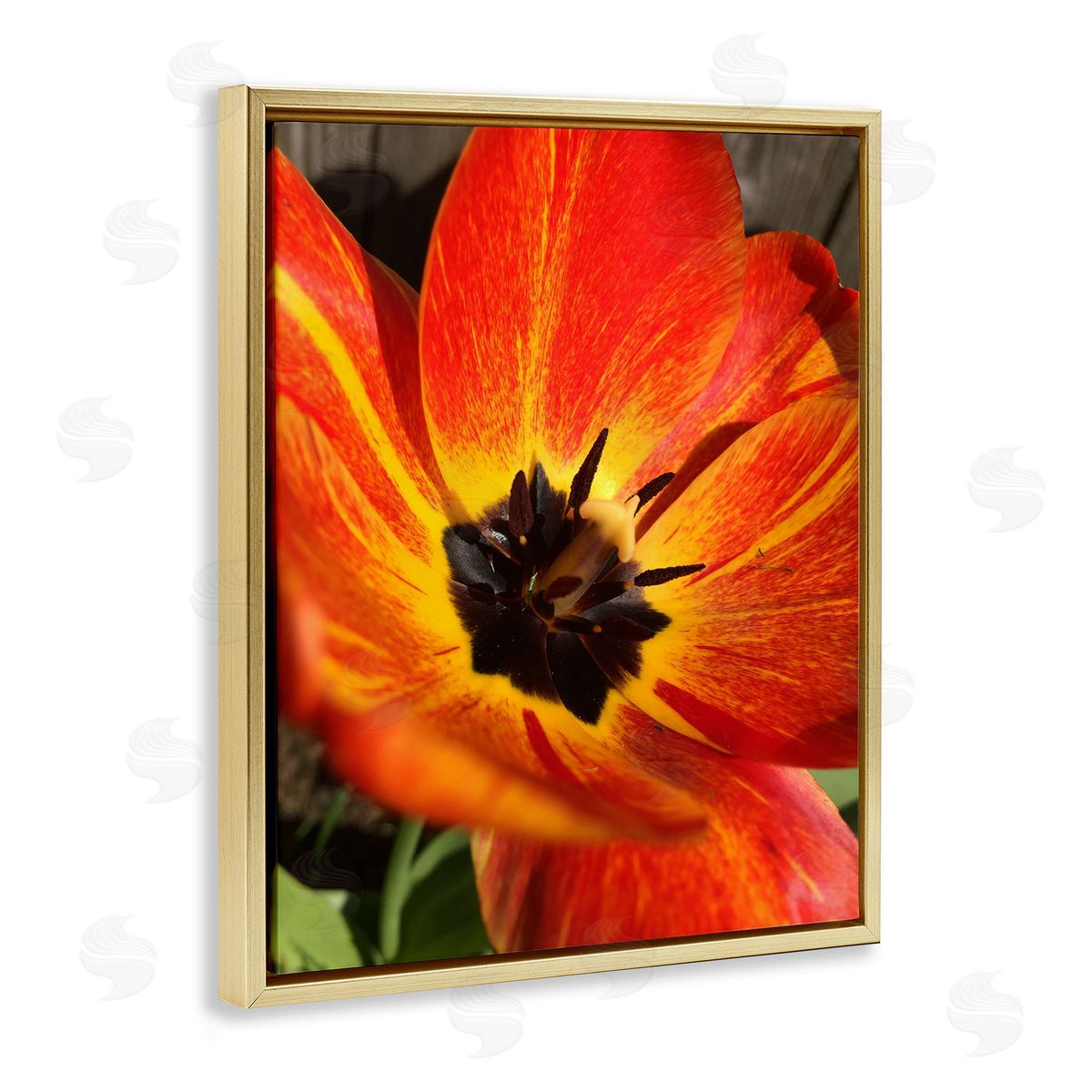 Heidi Bannon Bold Red Poppy Flower Blossom Petals  Gold Floating Frame Canvas Wall Art Print