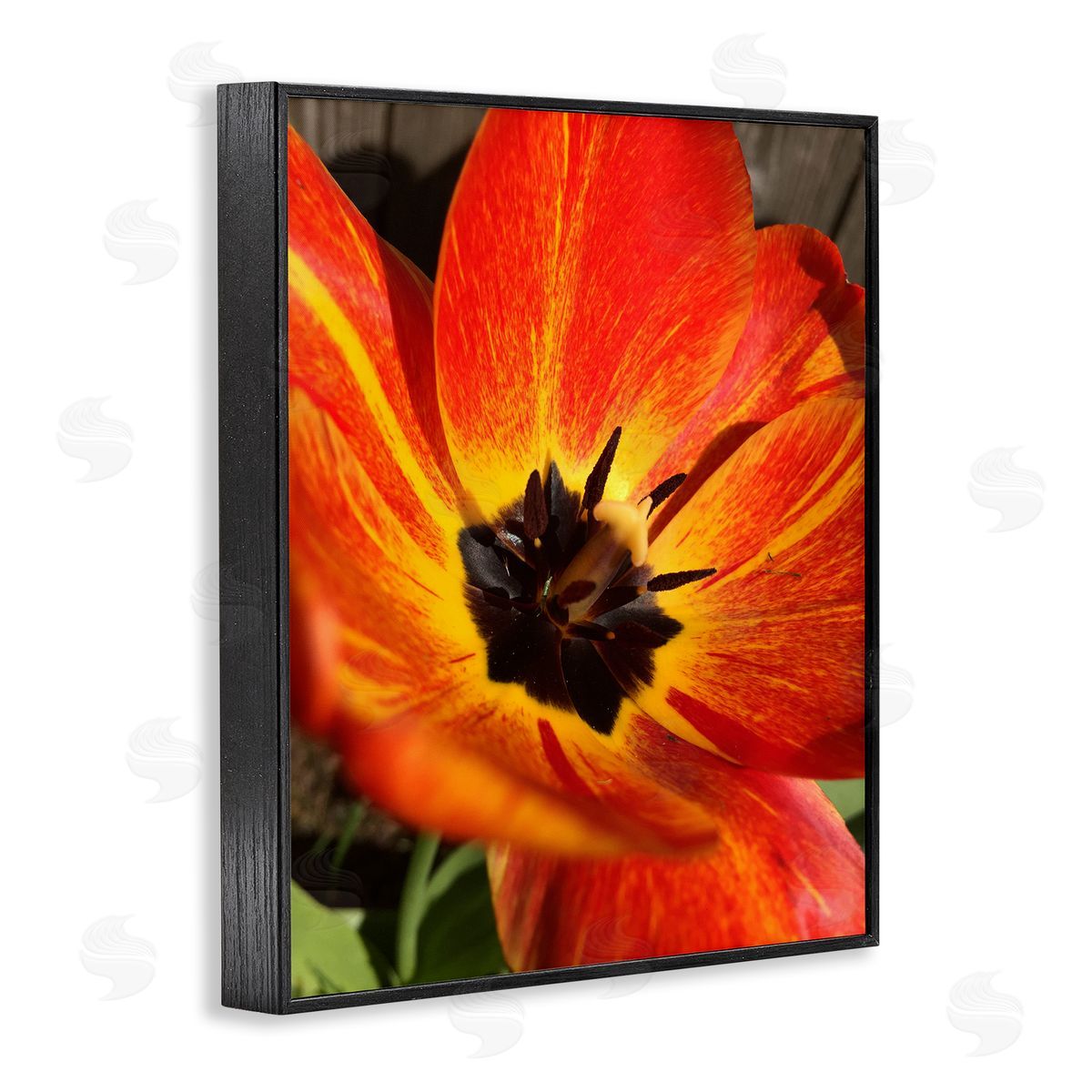 Heidi Bannon Bold Red Poppy Flower Blossom Petals  Black Framed Giclee Wall Art Print