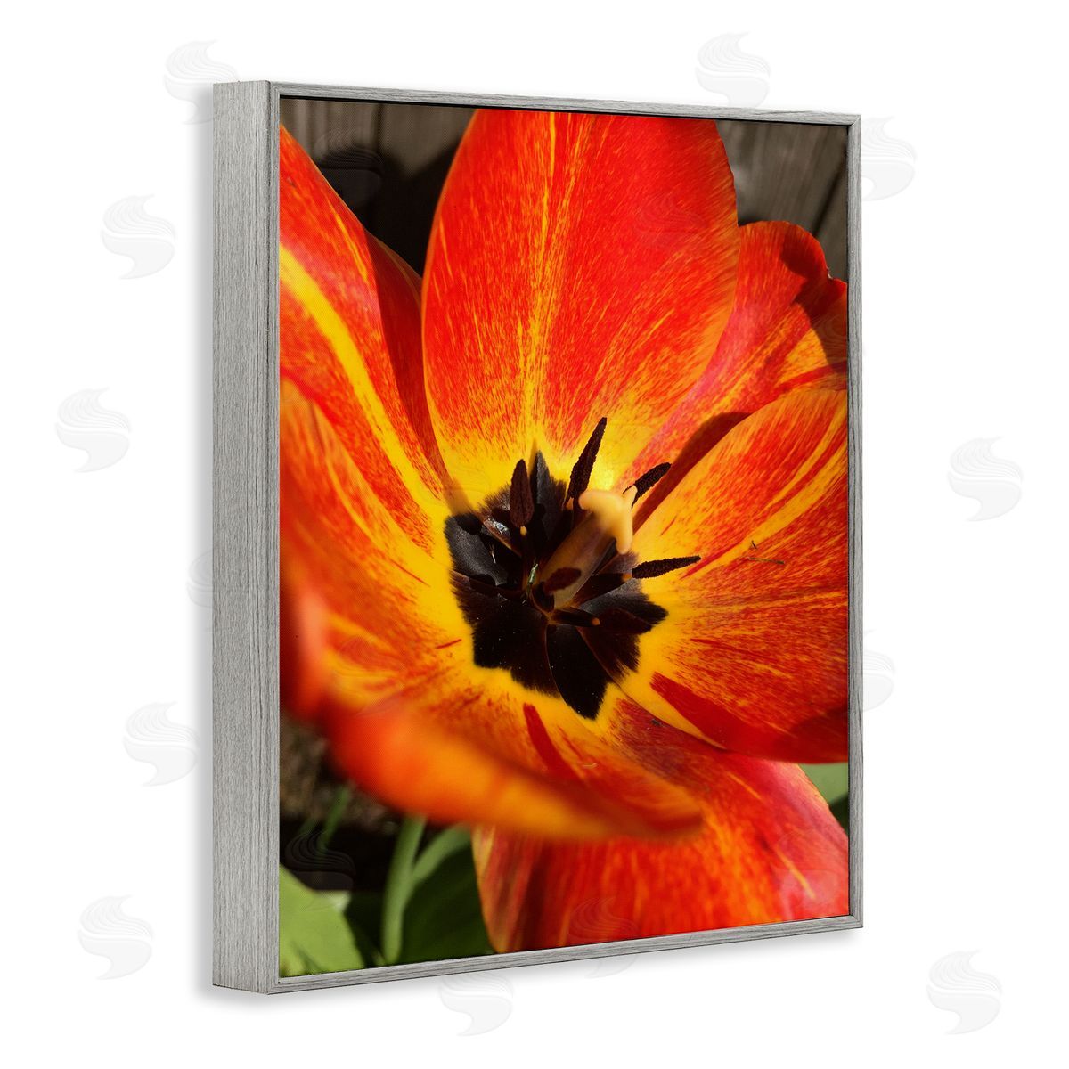 Heidi Bannon Bold Red Poppy Flower Blossom Petals  Gray Framed Giclee Wall Art Print
