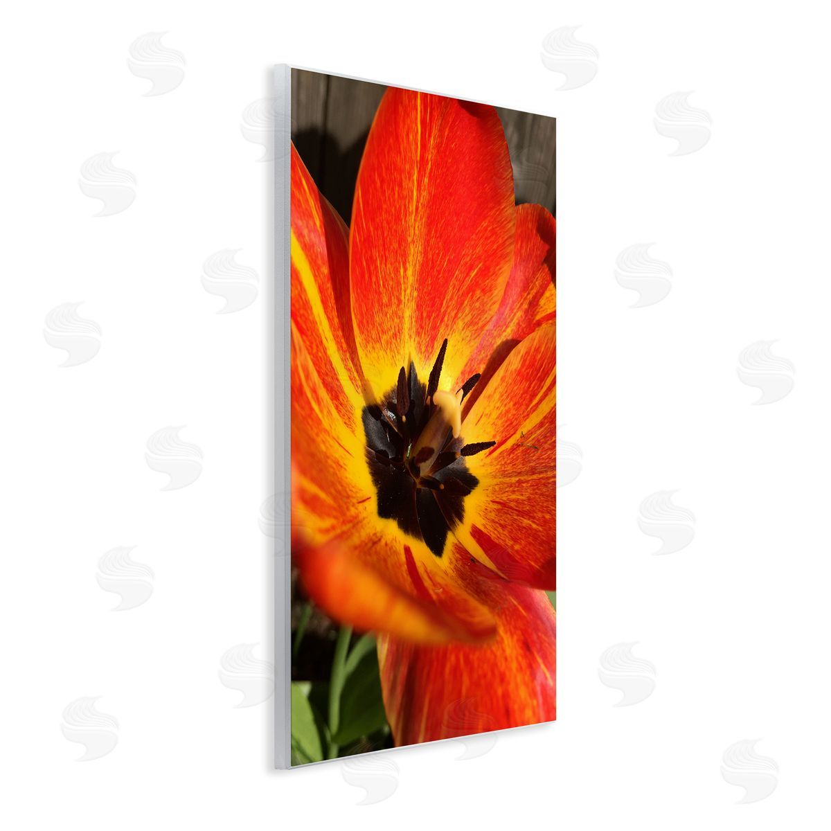 Heidi Bannon Bold Red Poppy Flower Blossom Petals  Wall Plaque Art Print