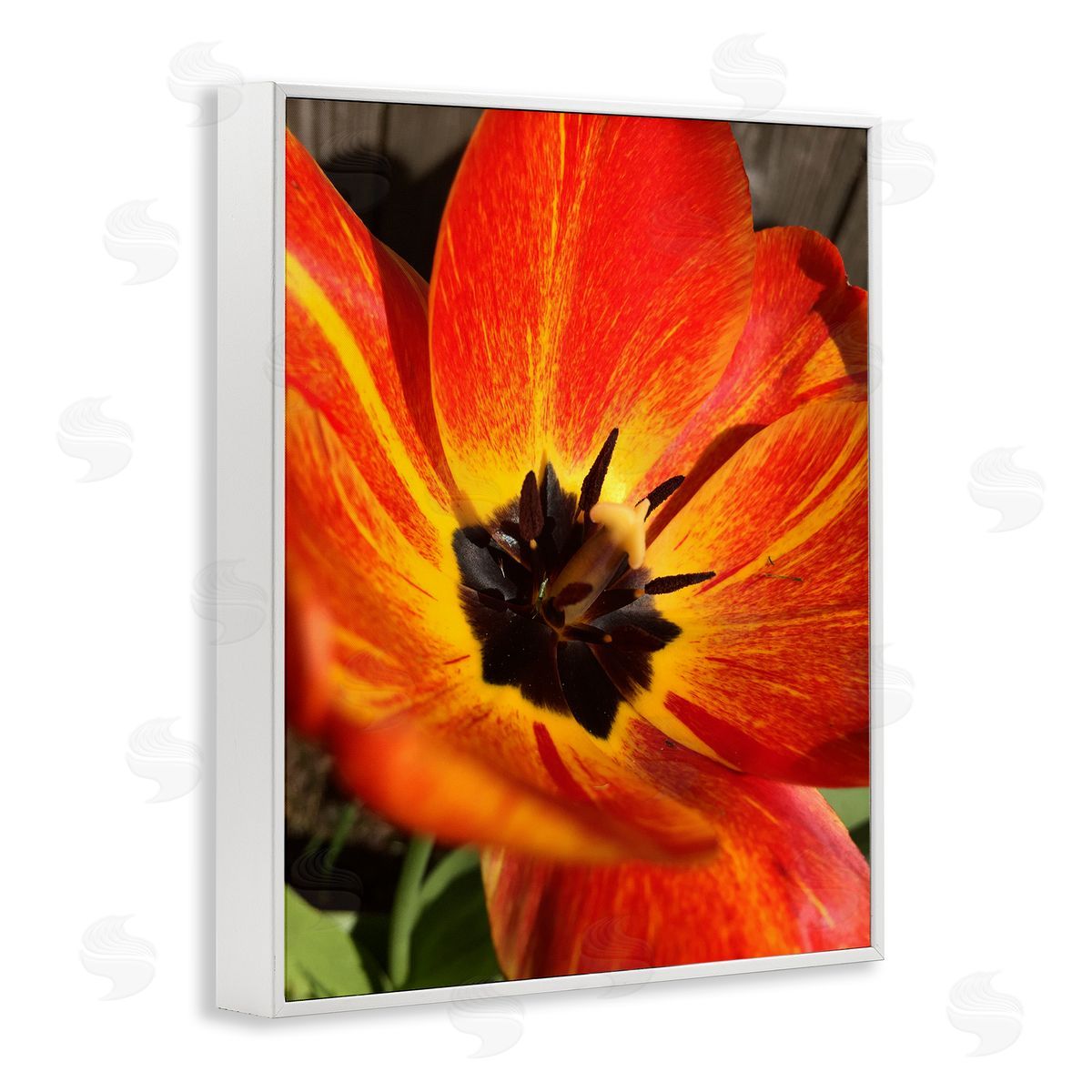 Heidi Bannon Bold Red Poppy Flower Blossom Petals  White Framed Giclee Wall Art Print