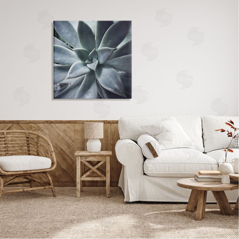 Jessica Manelis Modern Succulent Close Up Plant Life Botanical  Canvas Wall Art in Room