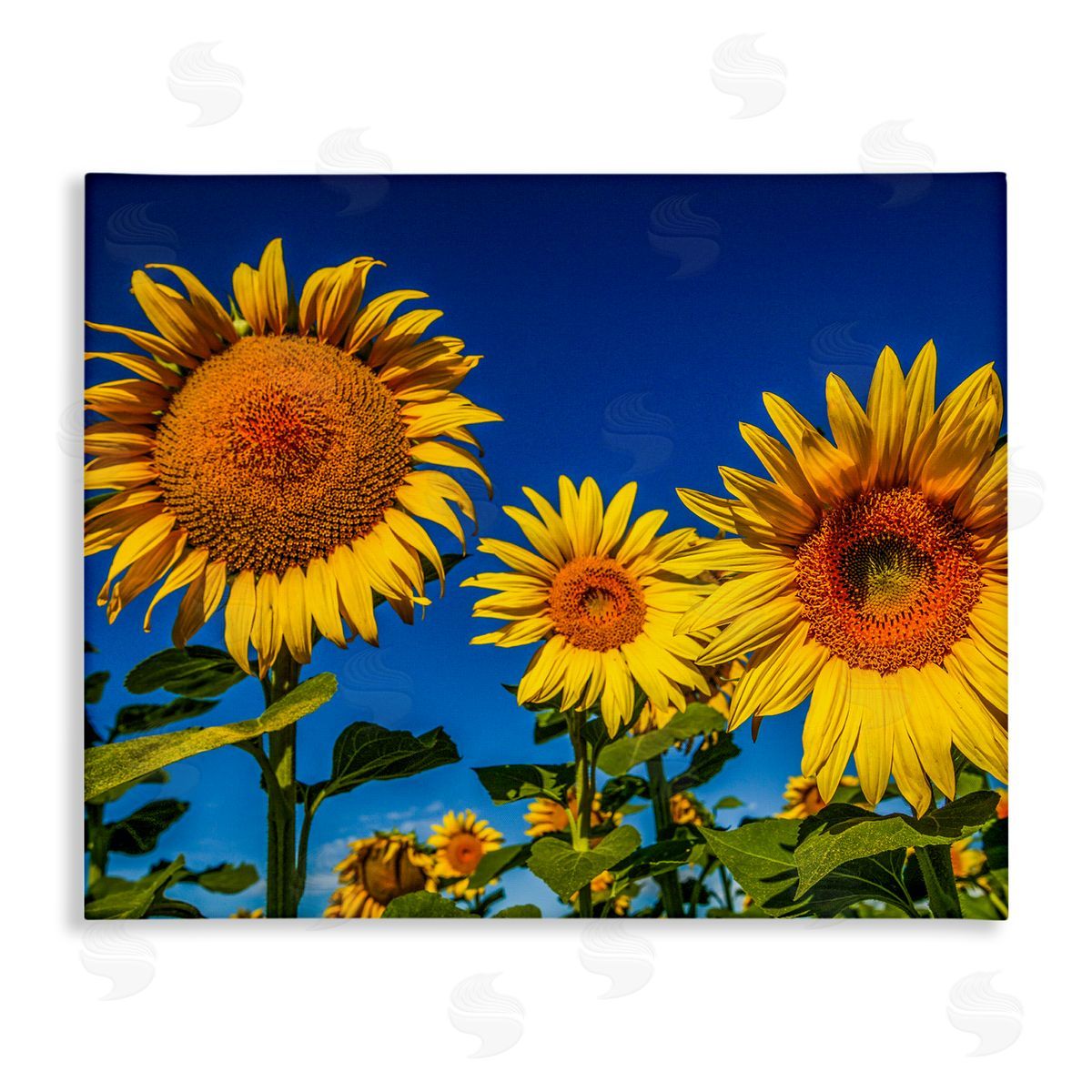 Steve Smith Bold Sunflower Plants Against Clear Sunny Sky Stretched Canvas Wall Art Print