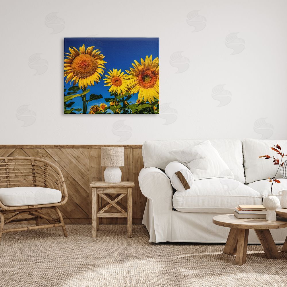 Steve Smith Bold Sunflower Plants Against Clear Sunny Sky Canvas Wall Art Print in Room