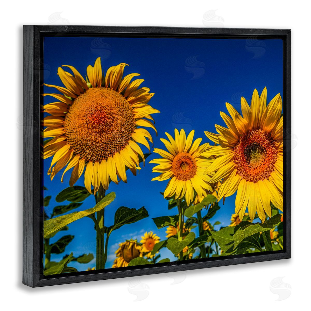 Steve Smith Bold Sunflower Plants Against Clear Sunny Sky Black Floating Frame Canvas Wall Art Print