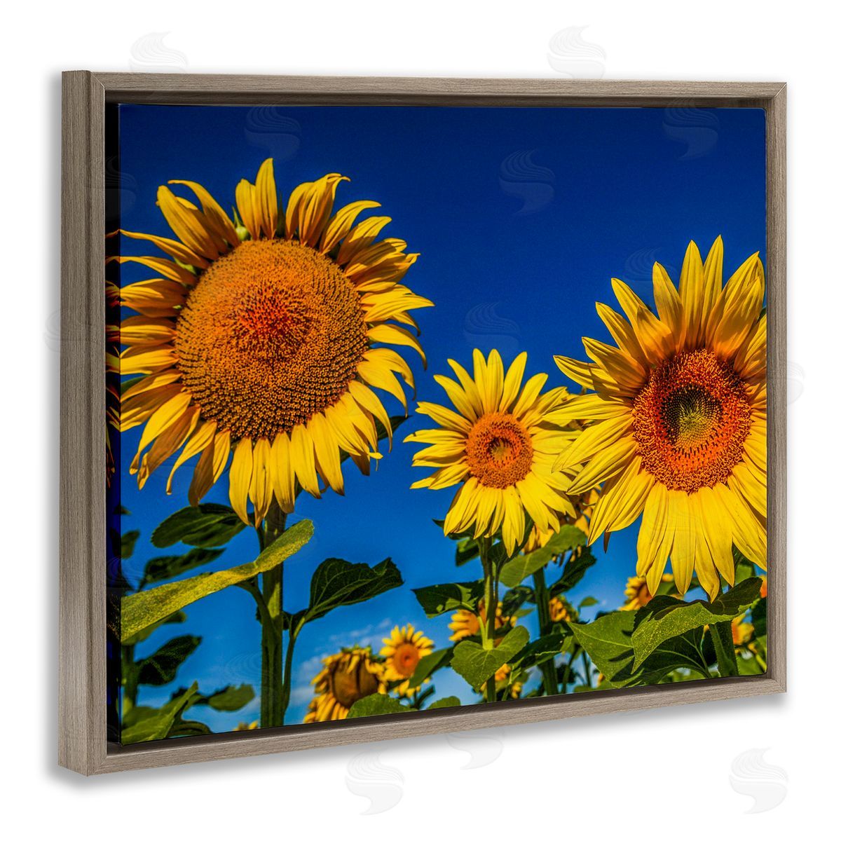 Steve Smith Bold Sunflower Plants Against Clear Sunny Sky Brown Floating Frame Canvas Wall Art Print