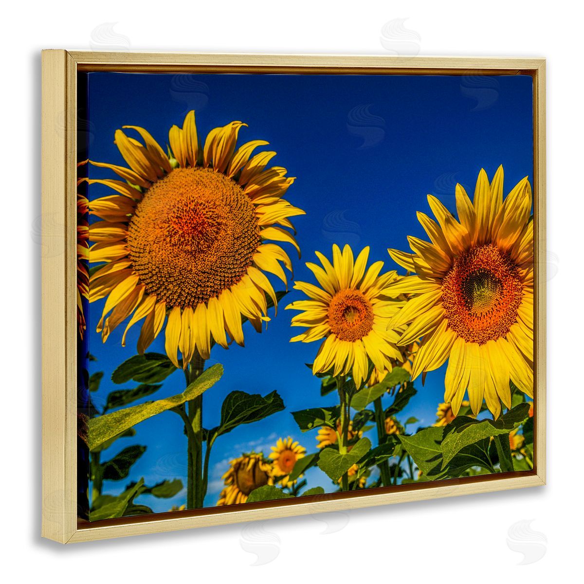 Steve Smith Bold Sunflower Plants Against Clear Sunny Sky Gold Floating Frame Canvas Wall Art Print