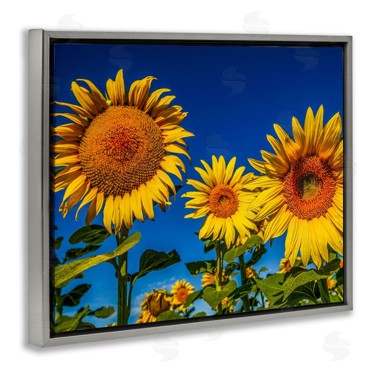 Steve Smith Bold Sunflower Plants Against Clear Sunny Sky Gray Floating Frame Canvas Wall Art Print