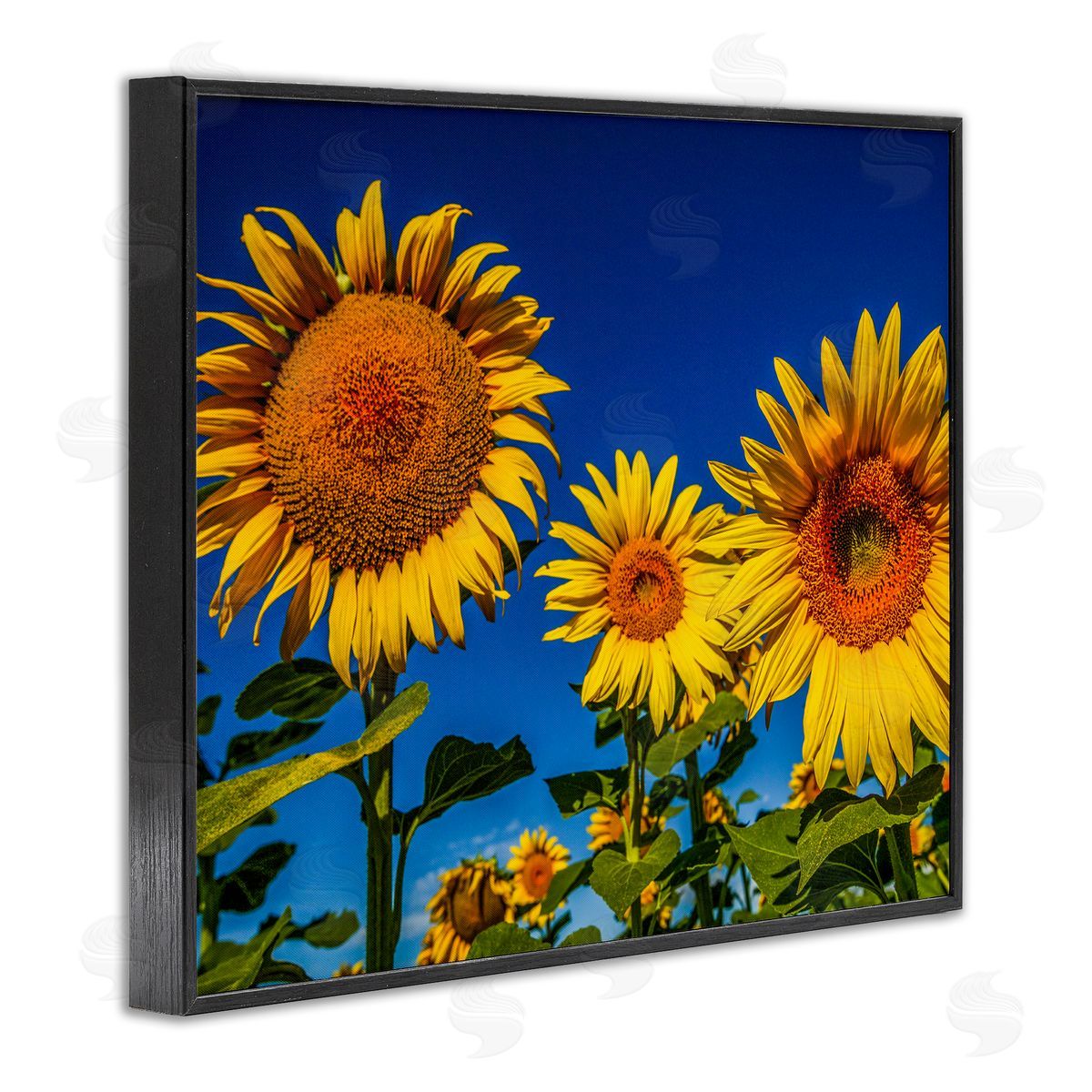 Steve Smith Bold Sunflower Plants Against Clear Sunny Sky Black Framed Giclee Wall Art Print