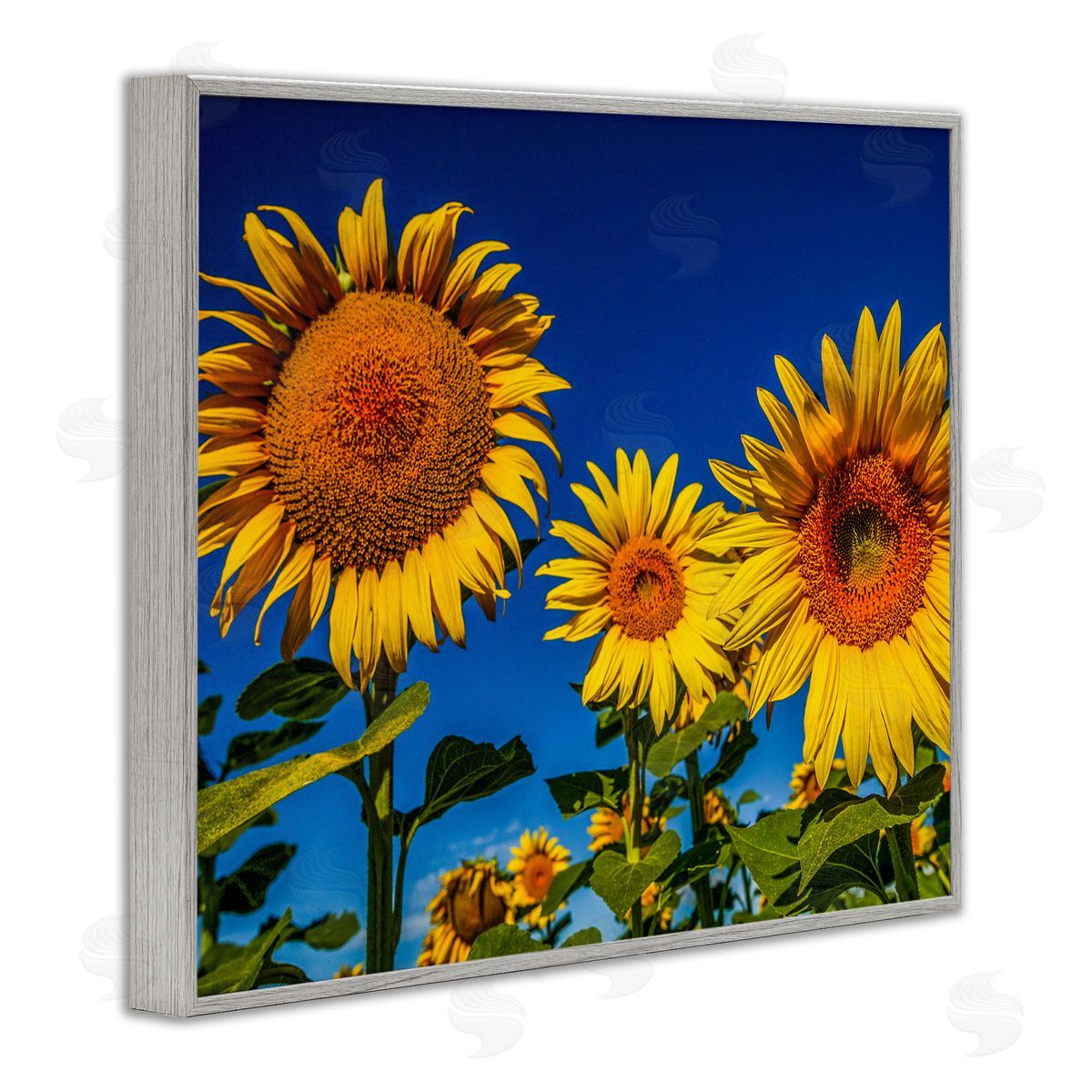 Steve Smith Bold Sunflower Plants Against Clear Sunny Sky Gray Framed Giclee Wall Art Print