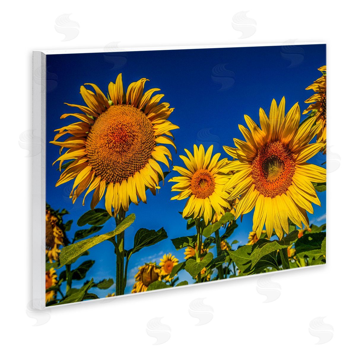 Steve Smith Bold Sunflower Plants Against Clear Sunny Sky Wall Plaque Art Print