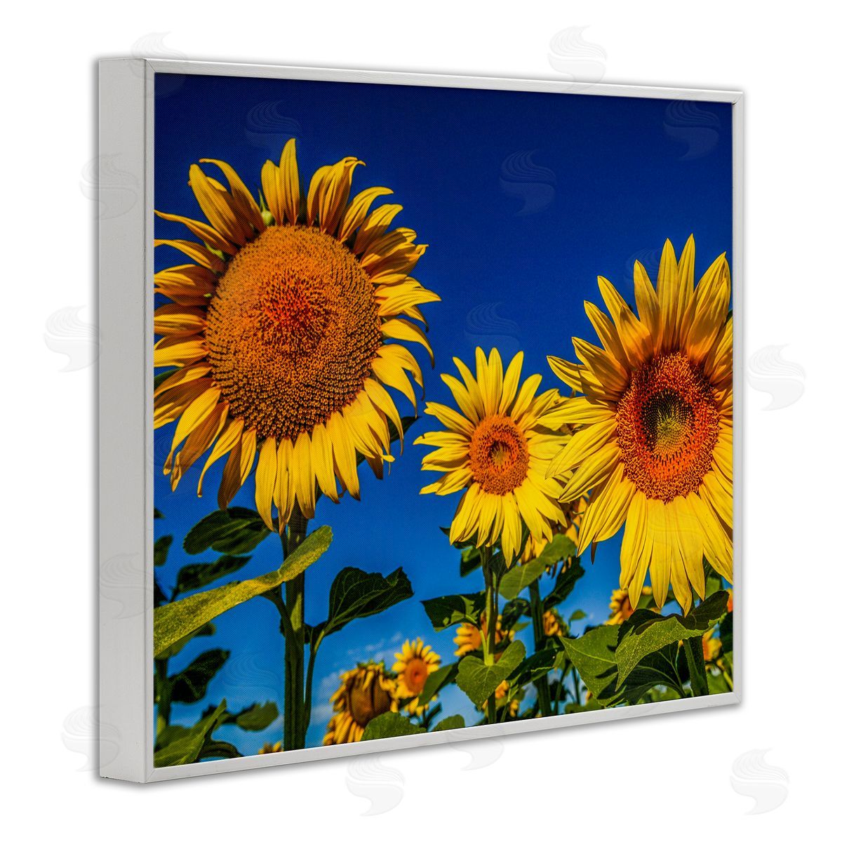 Steve Smith Bold Sunflower Plants Against Clear Sunny Sky White Framed Giclee Wall Art Print
