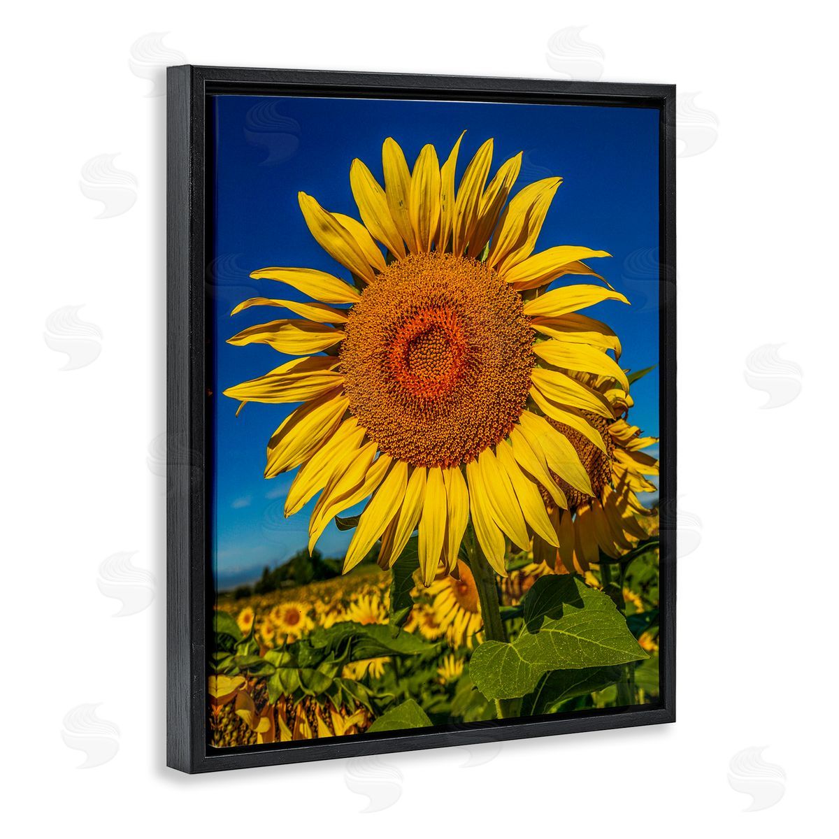 Steve Smith Summery Sunflower Plant Blooming Summertime Clear Sky Black Floating Frame Canvas Wall Art Print