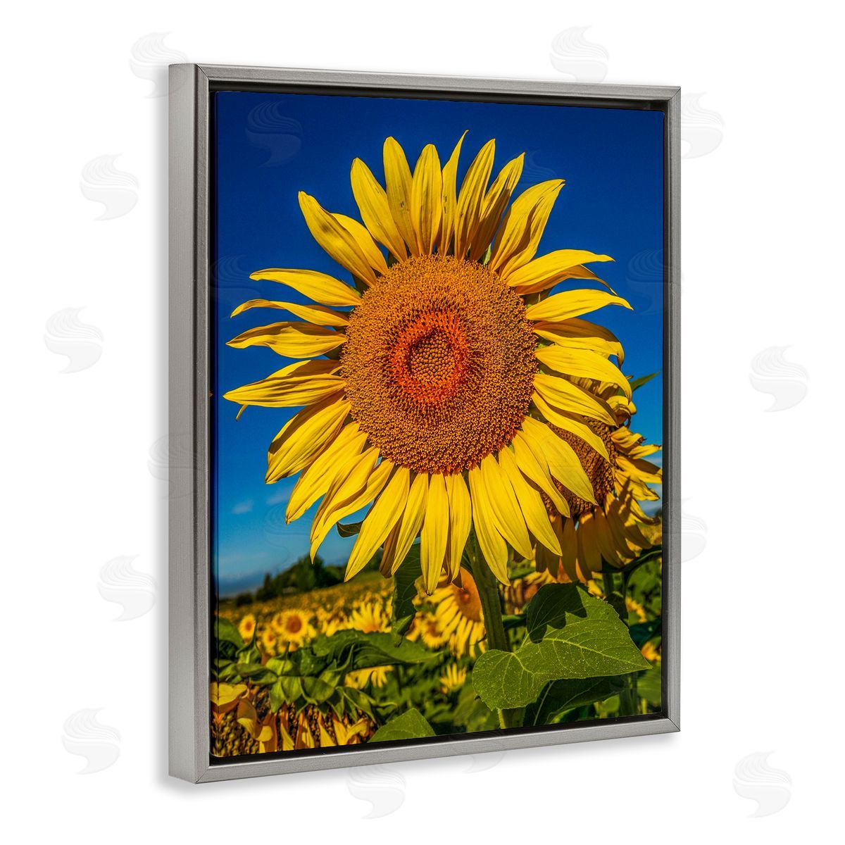 Steve Smith Summery Sunflower Plant Blooming Summertime Clear Sky Gray Floating Frame Canvas Wall Art Print