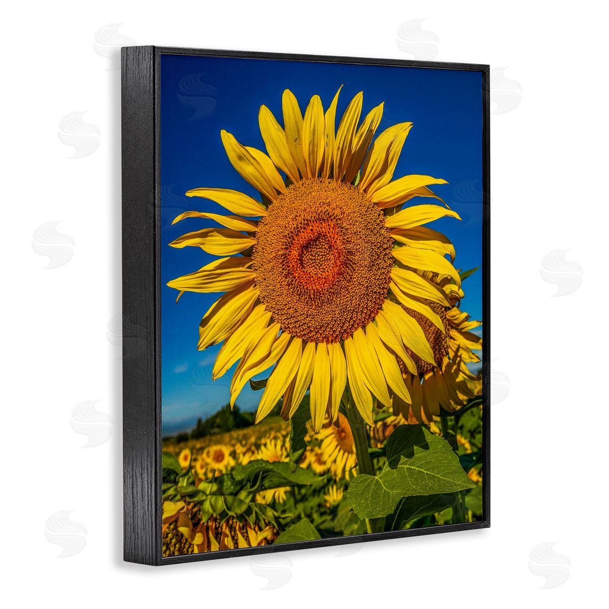 Steve Smith Summery Sunflower Plant Blooming Summertime Clear Sky Black Framed Giclee Wall Art Print