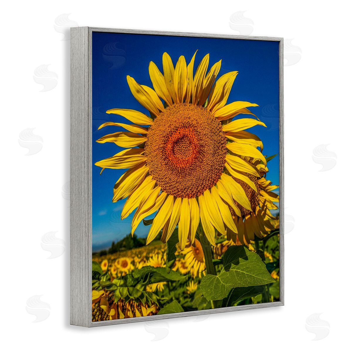 Steve Smith Summery Sunflower Plant Blooming Summertime Clear Sky Gray Framed Giclee Wall Art Print