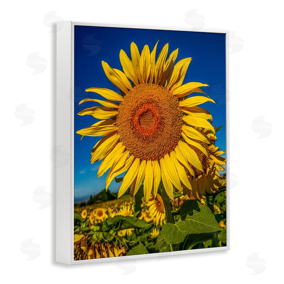 Steve Smith Summery Sunflower Plant Blooming Summertime Clear Sky White Framed Giclee Wall Art Print