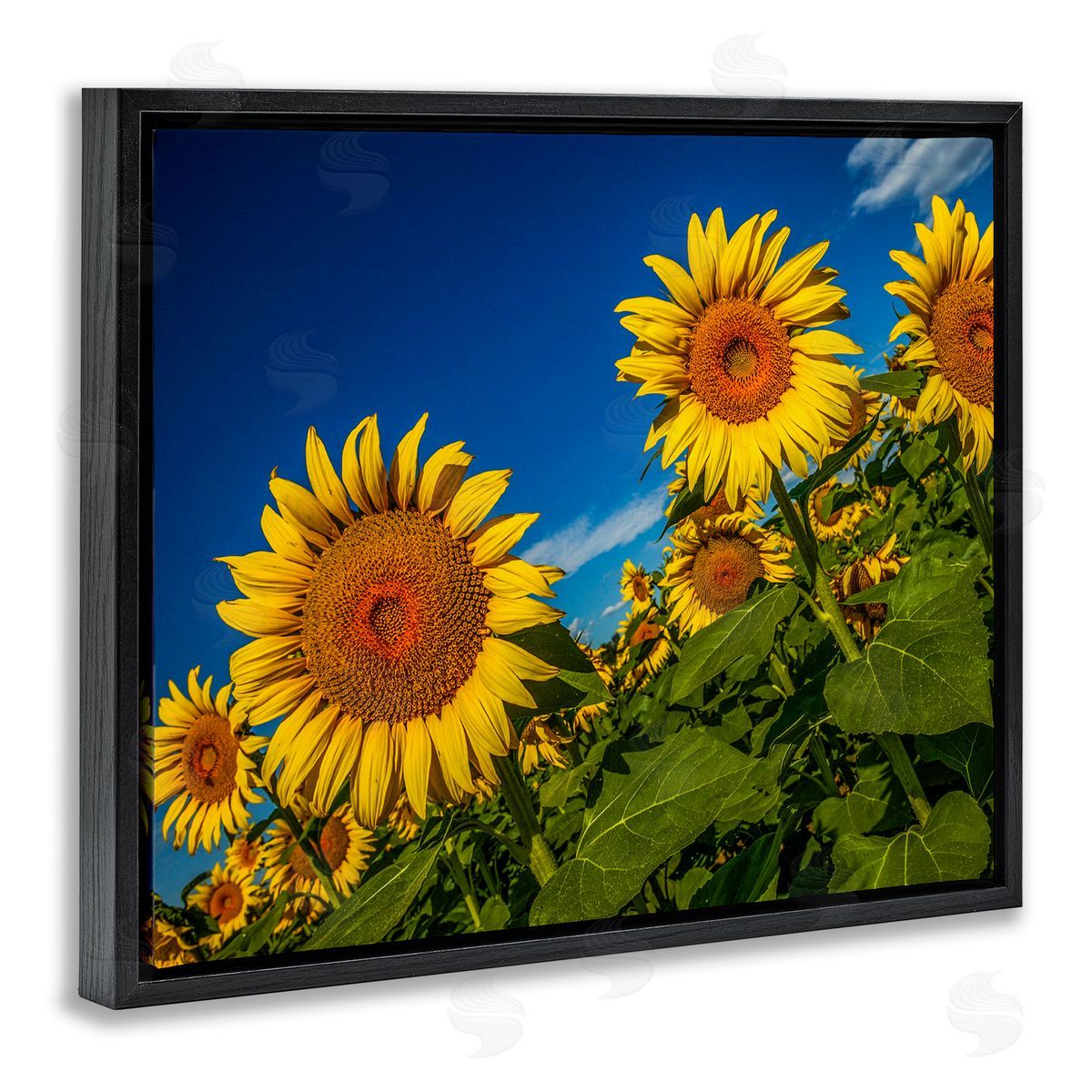 Steve Smith Gorgeous Sunflower Field Summery Blue Clouds Sky Black Floating Frame Canvas Wall Art Print