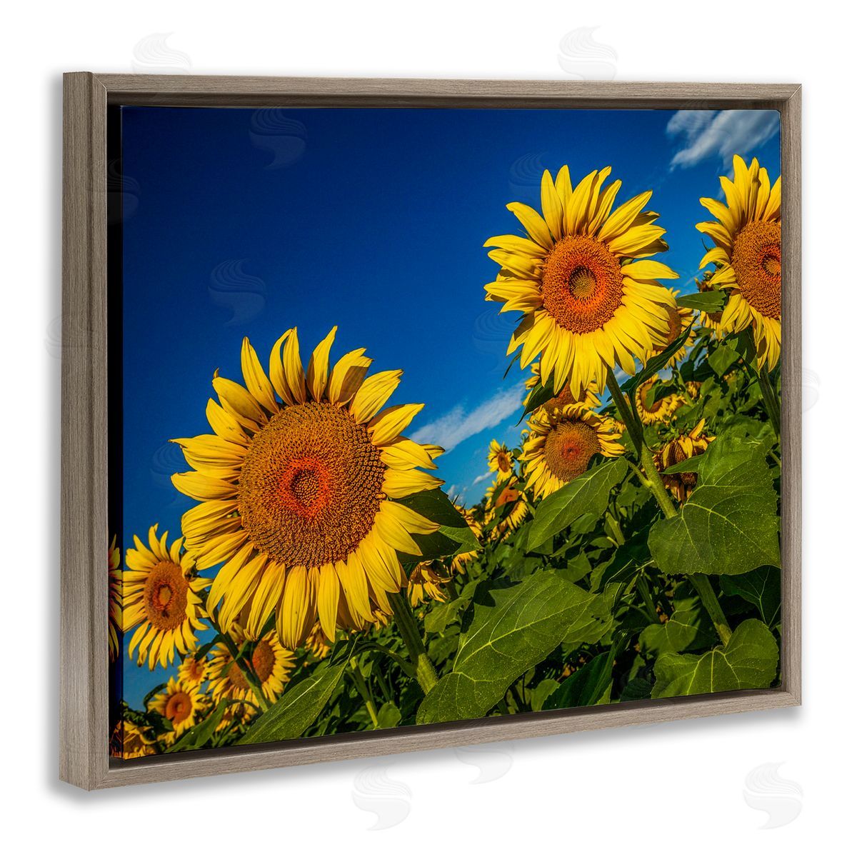 Steve Smith Gorgeous Sunflower Field Summery Blue Clouds Sky Brown Floating Frame Canvas Wall Art Print