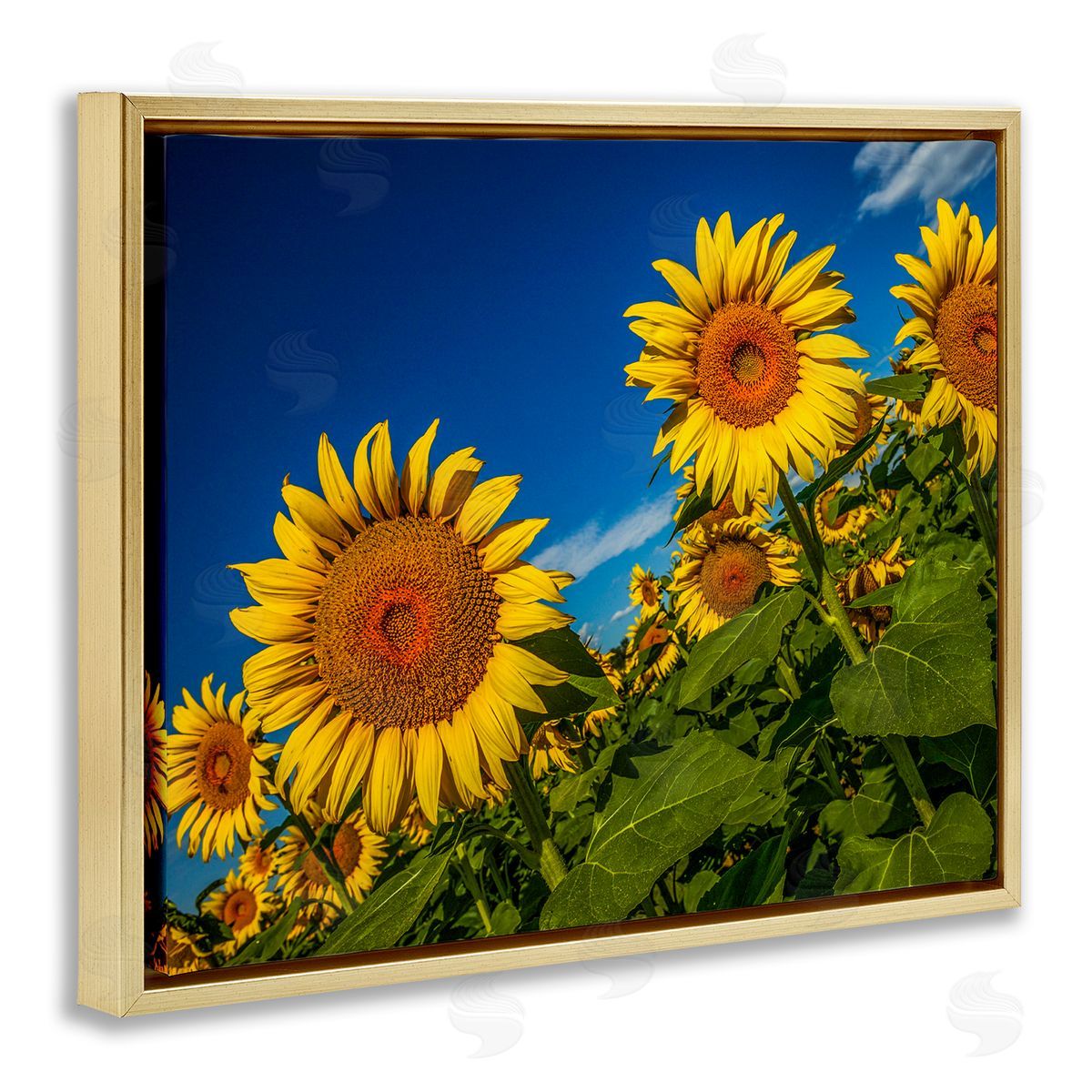 Steve Smith Gorgeous Sunflower Field Summery Blue Clouds Sky Gold Floating Frame Canvas Wall Art Print