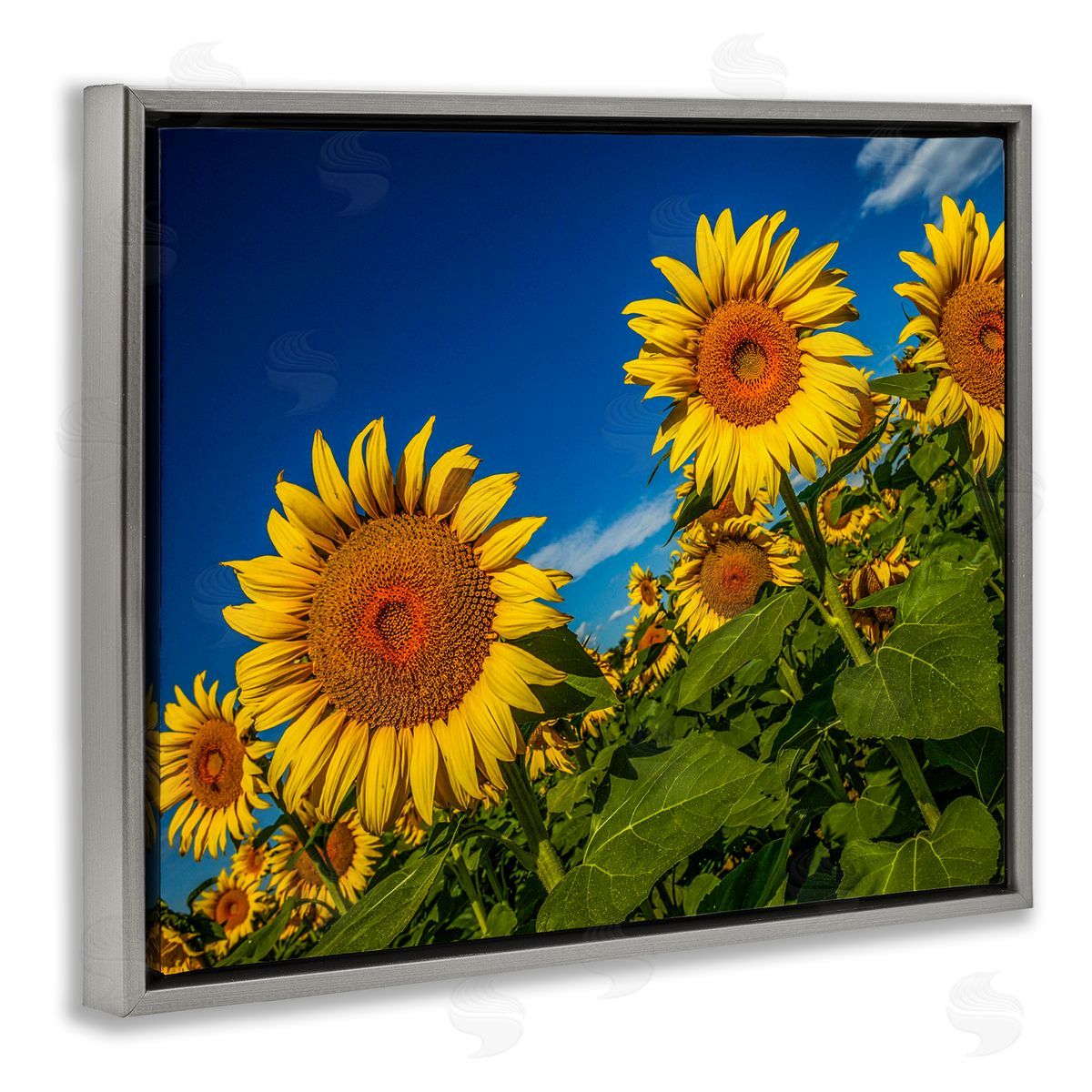 Steve Smith Gorgeous Sunflower Field Summery Blue Clouds Sky Gray Floating Frame Canvas Wall Art Print