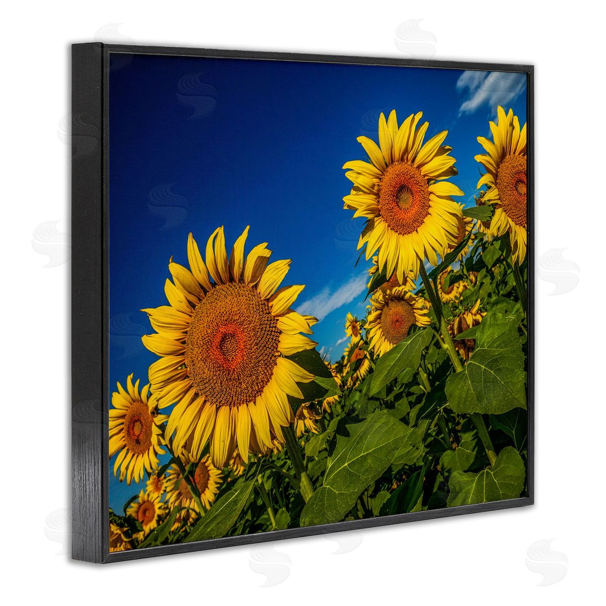 Steve Smith Gorgeous Sunflower Field Summery Blue Clouds Sky Black Framed Giclee Wall Art Print