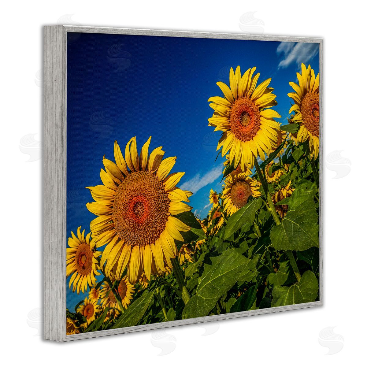 Steve Smith Gorgeous Sunflower Field Summery Blue Clouds Sky Gray Framed Giclee Wall Art Print