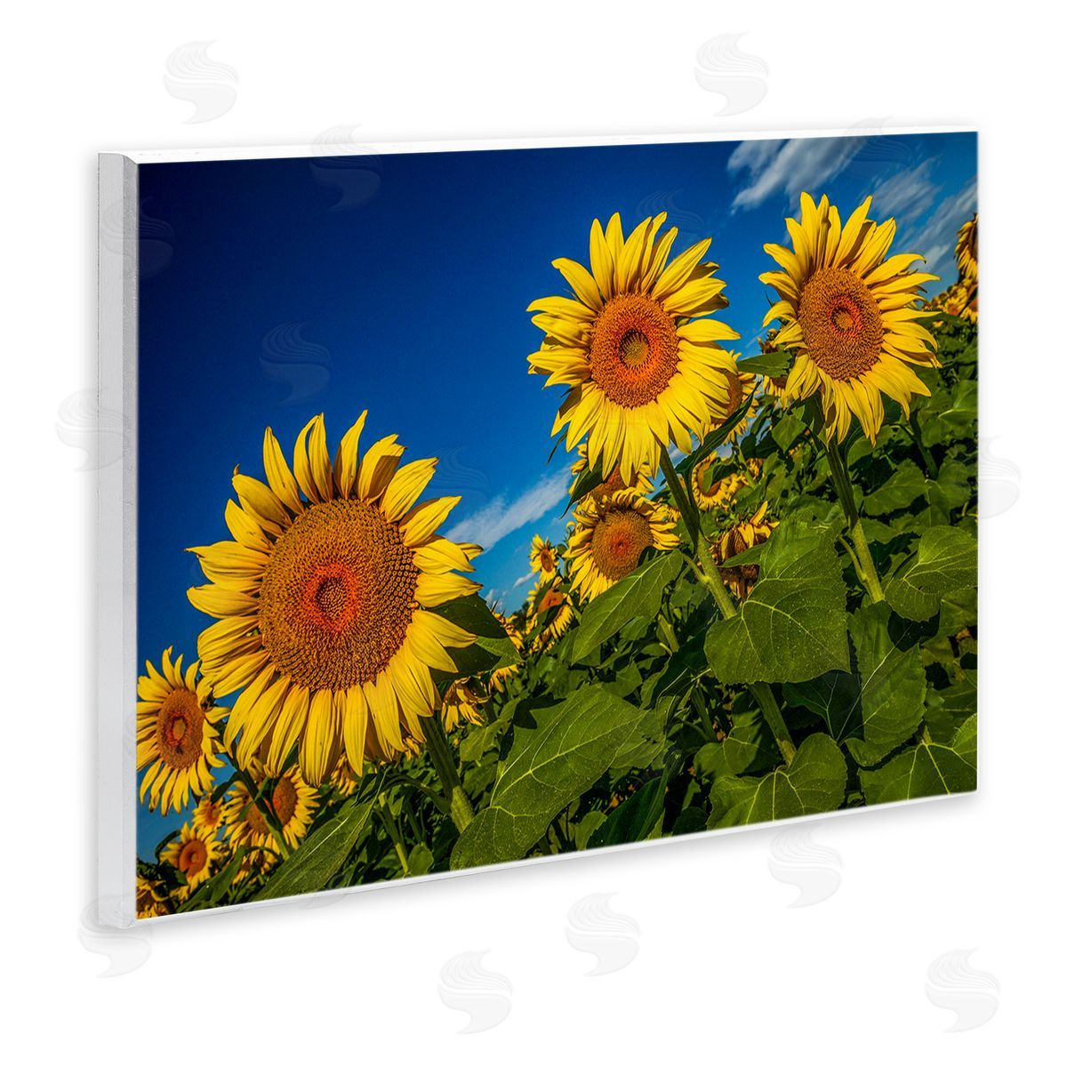 Steve Smith Gorgeous Sunflower Field Summery Blue Clouds Sky Wall Plaque Art Print