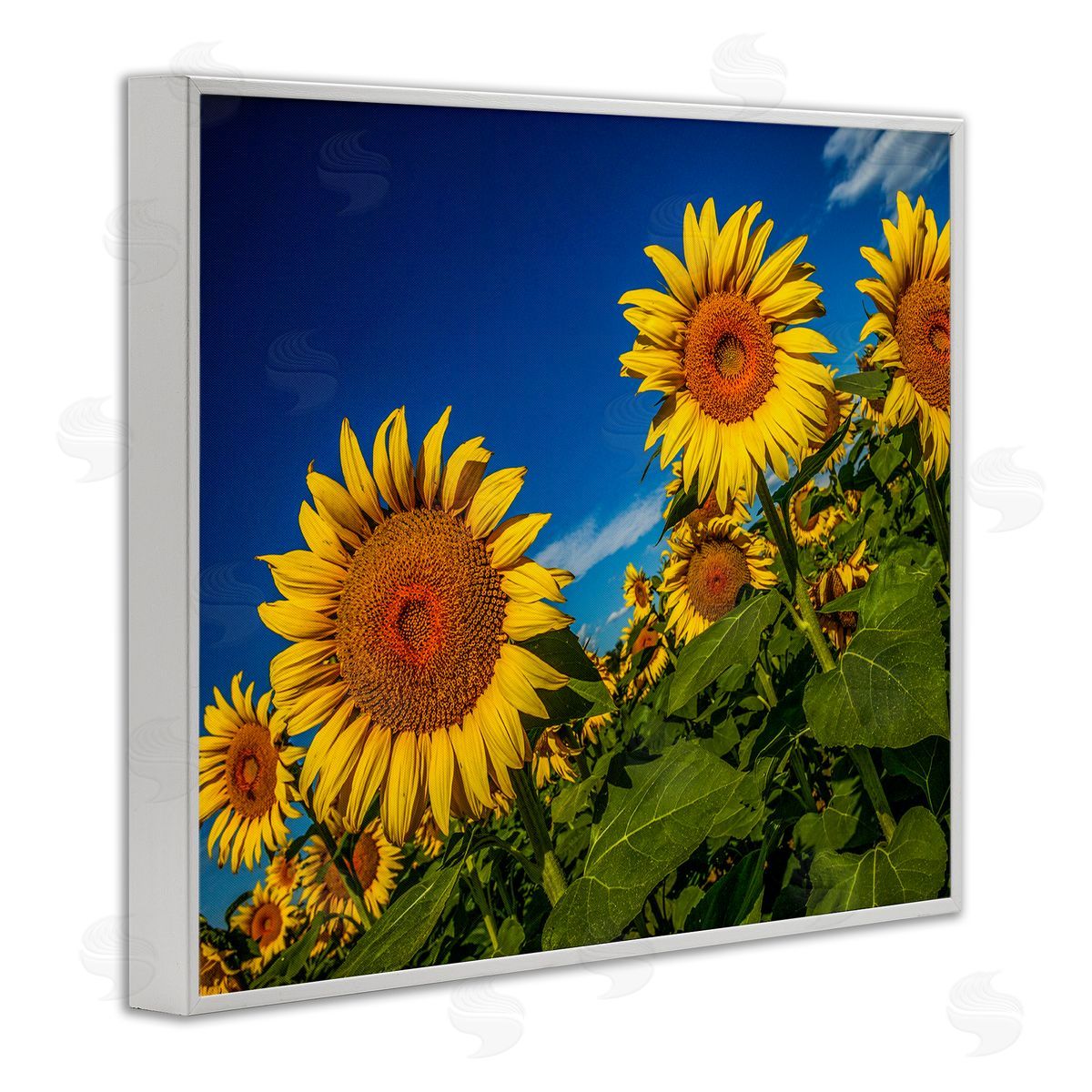 Steve Smith Gorgeous Sunflower Field Summery Blue Clouds Sky White Framed Giclee Wall Art Print