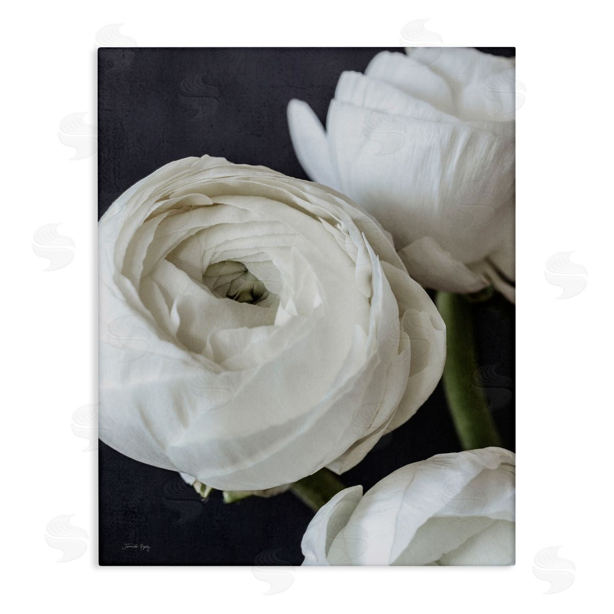 Jennifer Rigsby Budding Ranunculus Flower Blooming Close Up Petals Stretched Canvas Wall Art Print