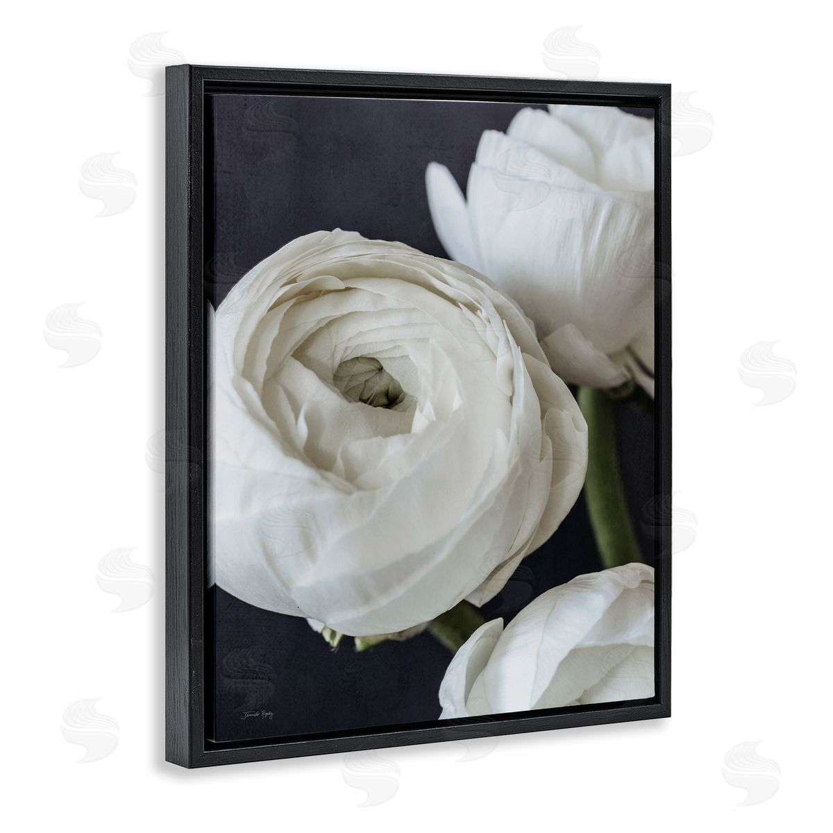 Jennifer Rigsby Budding Ranunculus Flower Blooming Close Up Petals Black Floating Frame Canvas Wall Art Print