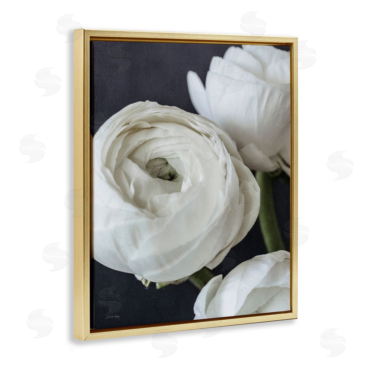 Jennifer Rigsby Budding Ranunculus Flower Blooming Close Up Petals Gold Floating Frame Canvas Wall Art Print