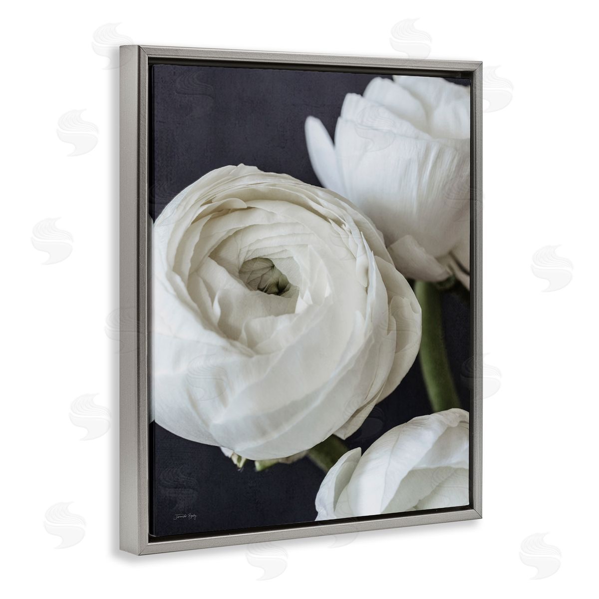 Jennifer Rigsby Budding Ranunculus Flower Blooming Close Up Petals Gray Floating Frame Canvas Wall Art Print