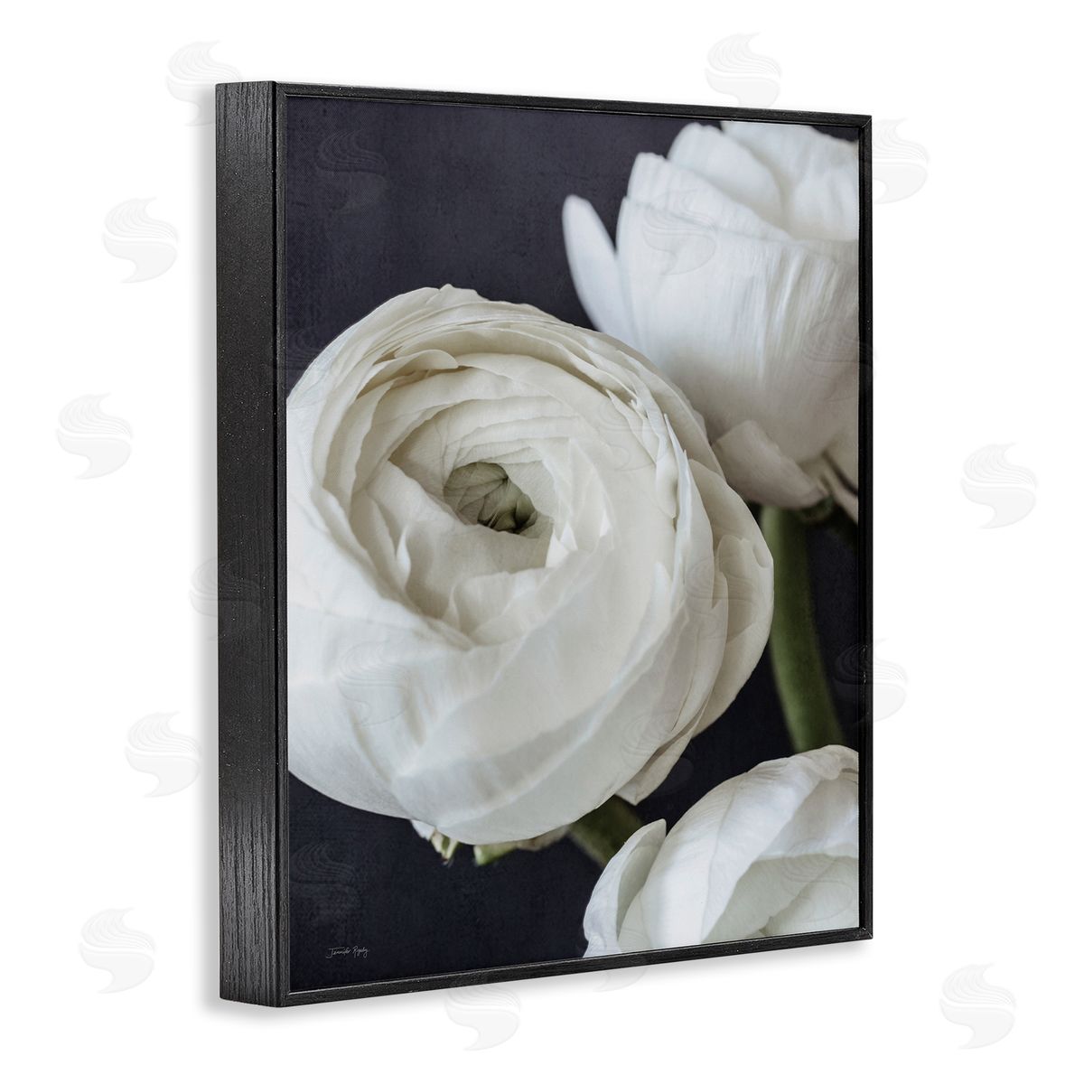 Jennifer Rigsby Budding Ranunculus Flower Blooming Close Up Petals Black Framed Giclee Wall Art Print