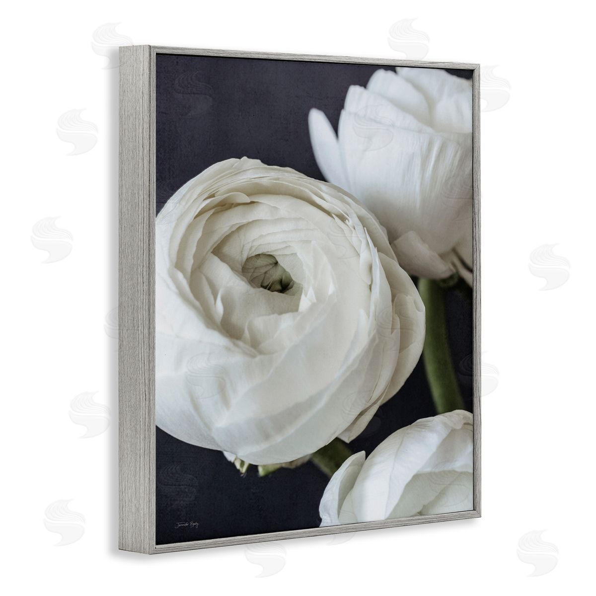 Jennifer Rigsby Budding Ranunculus Flower Blooming Close Up Petals Gray Framed Giclee Wall Art Print