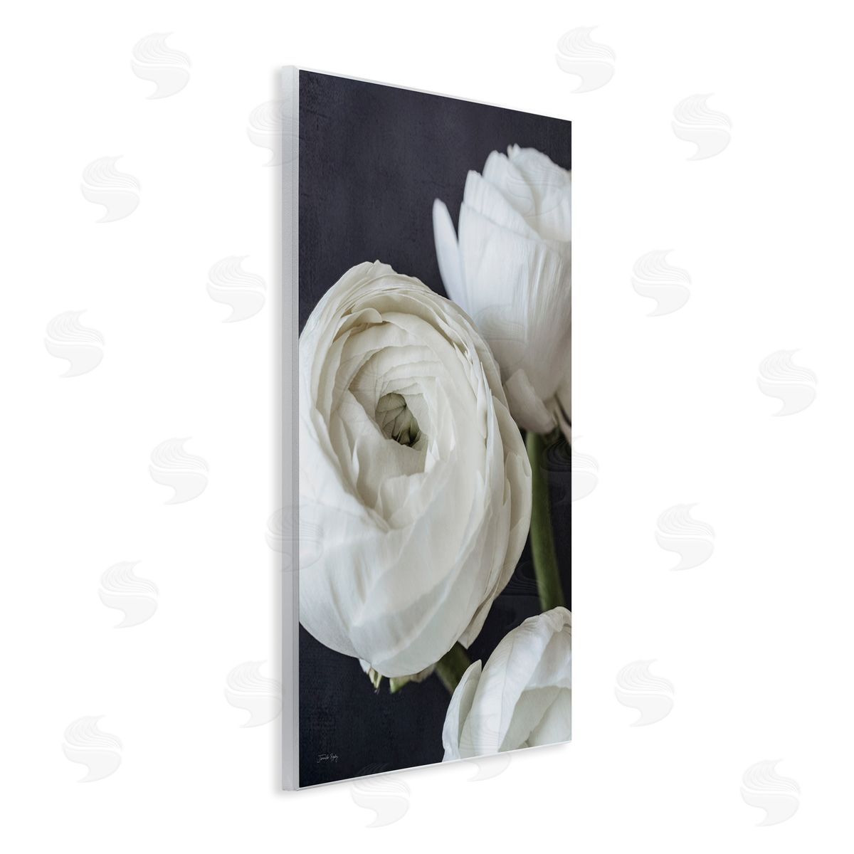 Jennifer Rigsby Budding Ranunculus Flower Blooming Close Up Petals Wall Plaque Art Print