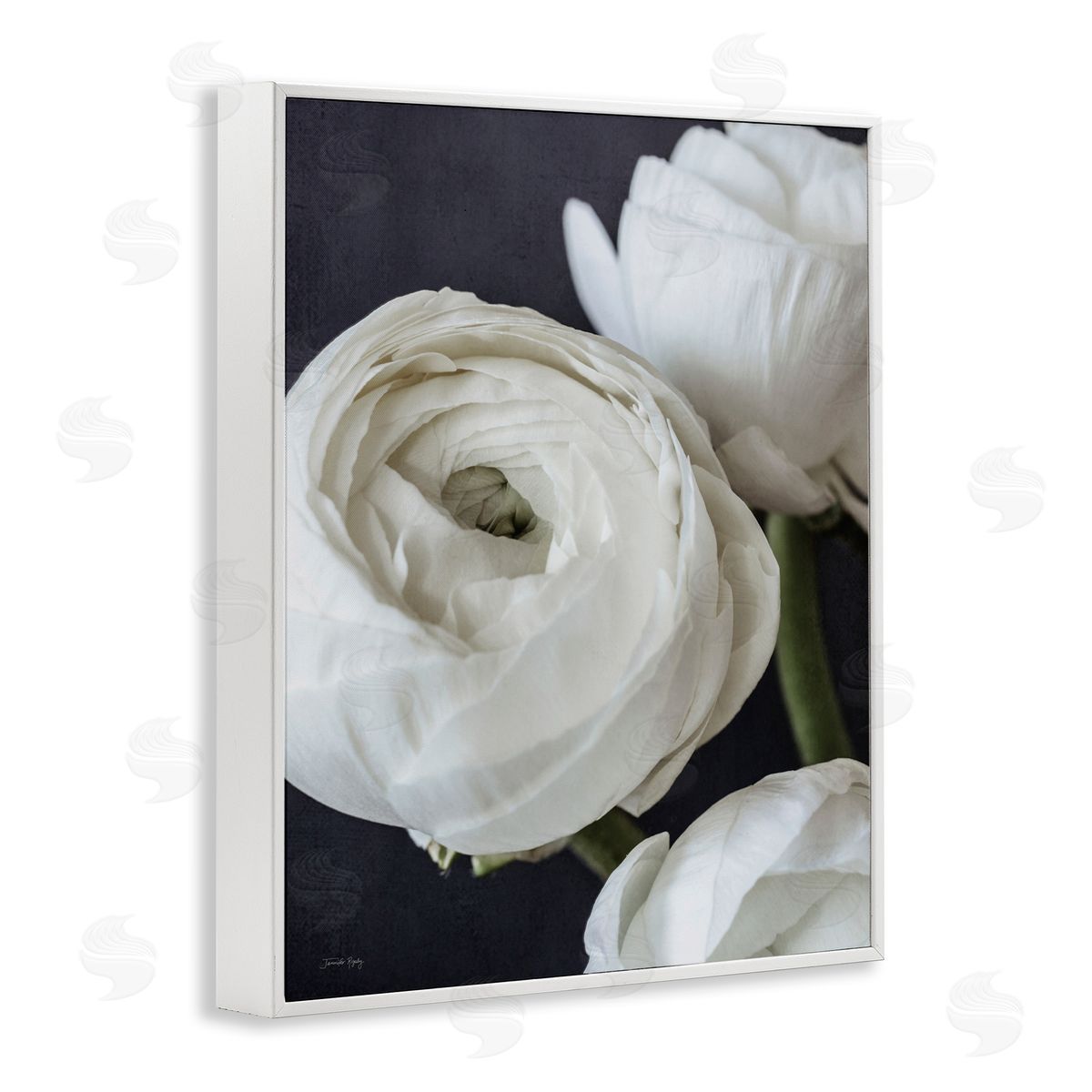Jennifer Rigsby Budding Ranunculus Flower Blooming Close Up Petals White Framed Giclee Wall Art Print