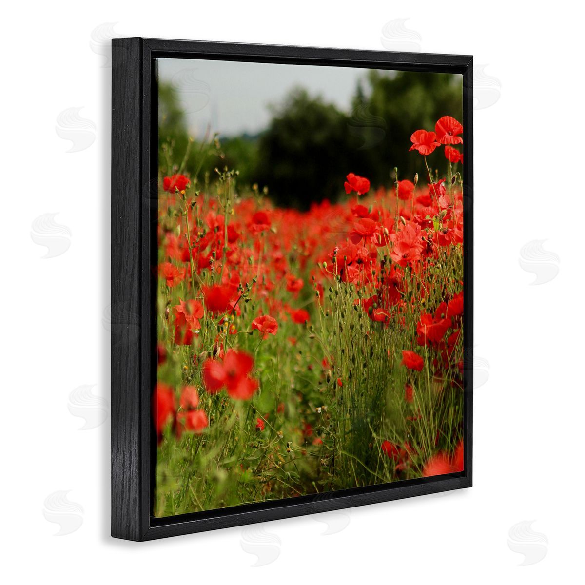 Dan Meneely Brilliant Red Poppy Meadow Scenic Flower Blooms Black Floating Frame Canvas Wall Art Print