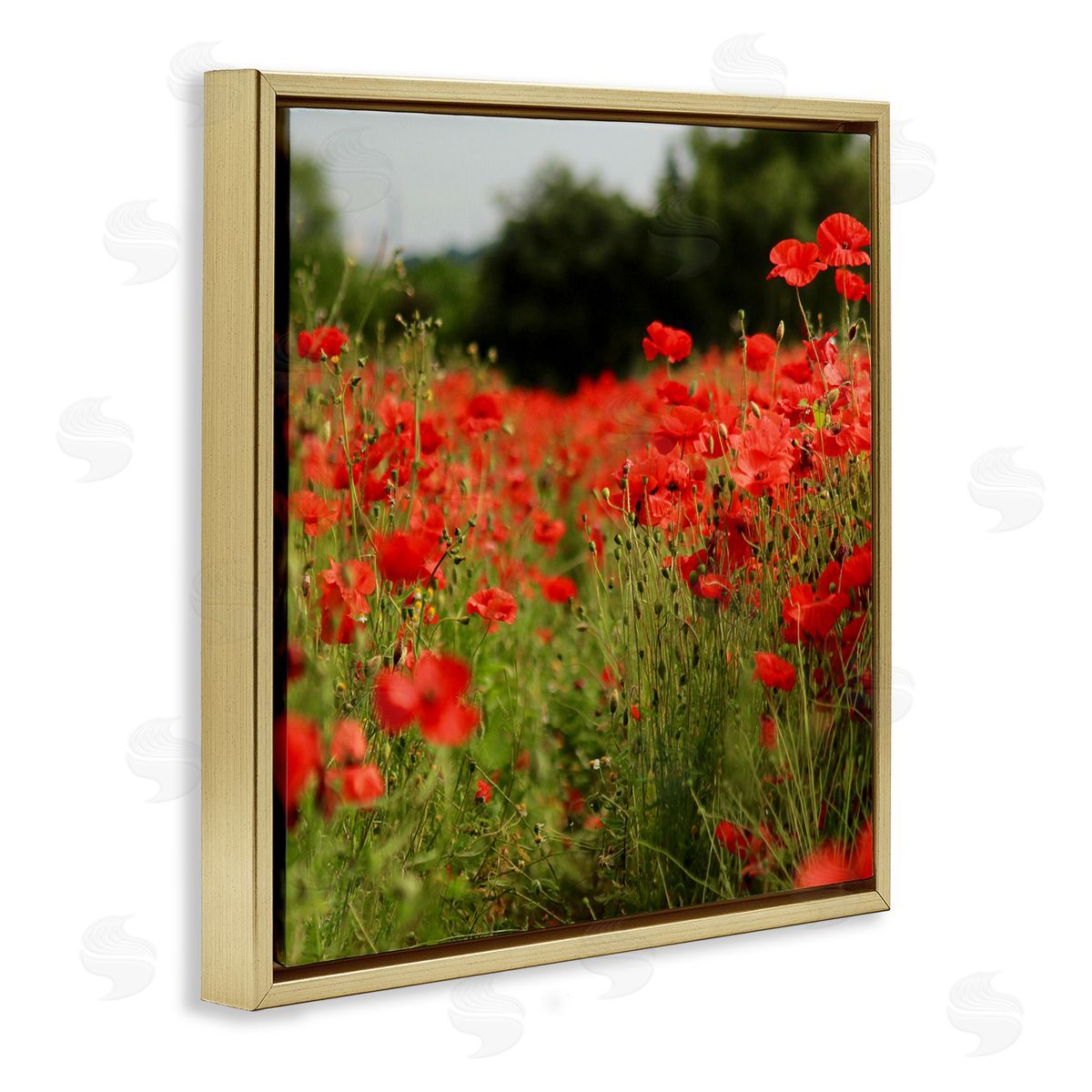 Dan Meneely Brilliant Red Poppy Meadow Scenic Flower Blooms Gold Floating Frame Canvas Wall Art Print