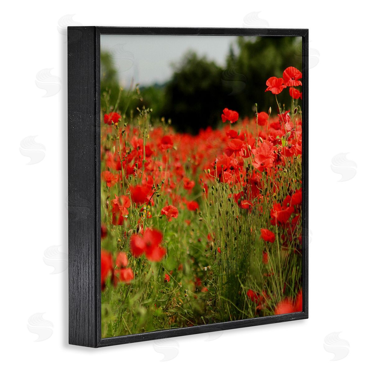 Dan Meneely Brilliant Red Poppy Meadow Scenic Flower Blooms Black Framed Glicee Wall Art Print
